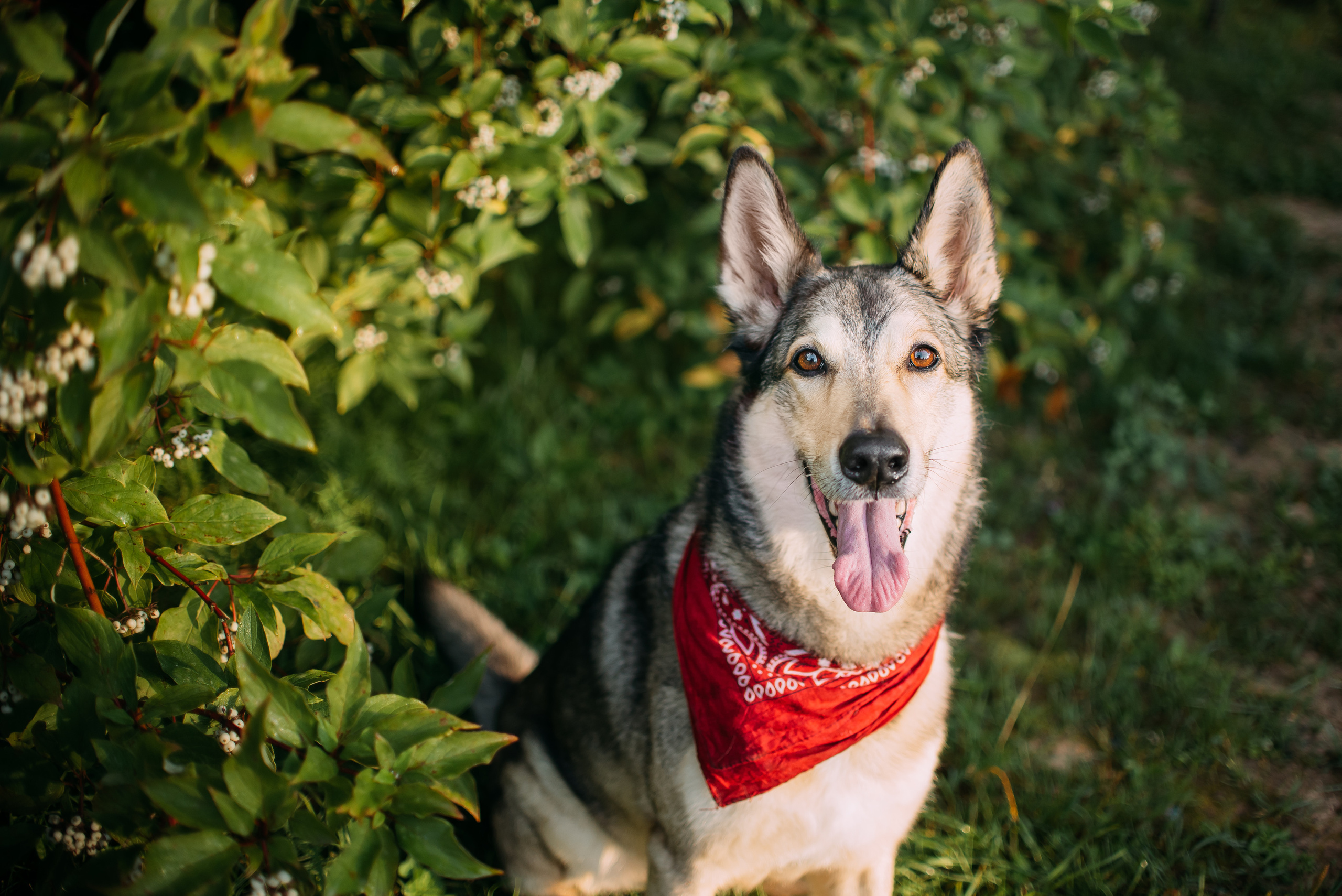 Грэй и его семья. Фотограф-анималист Валерия, Москва, Мытищи