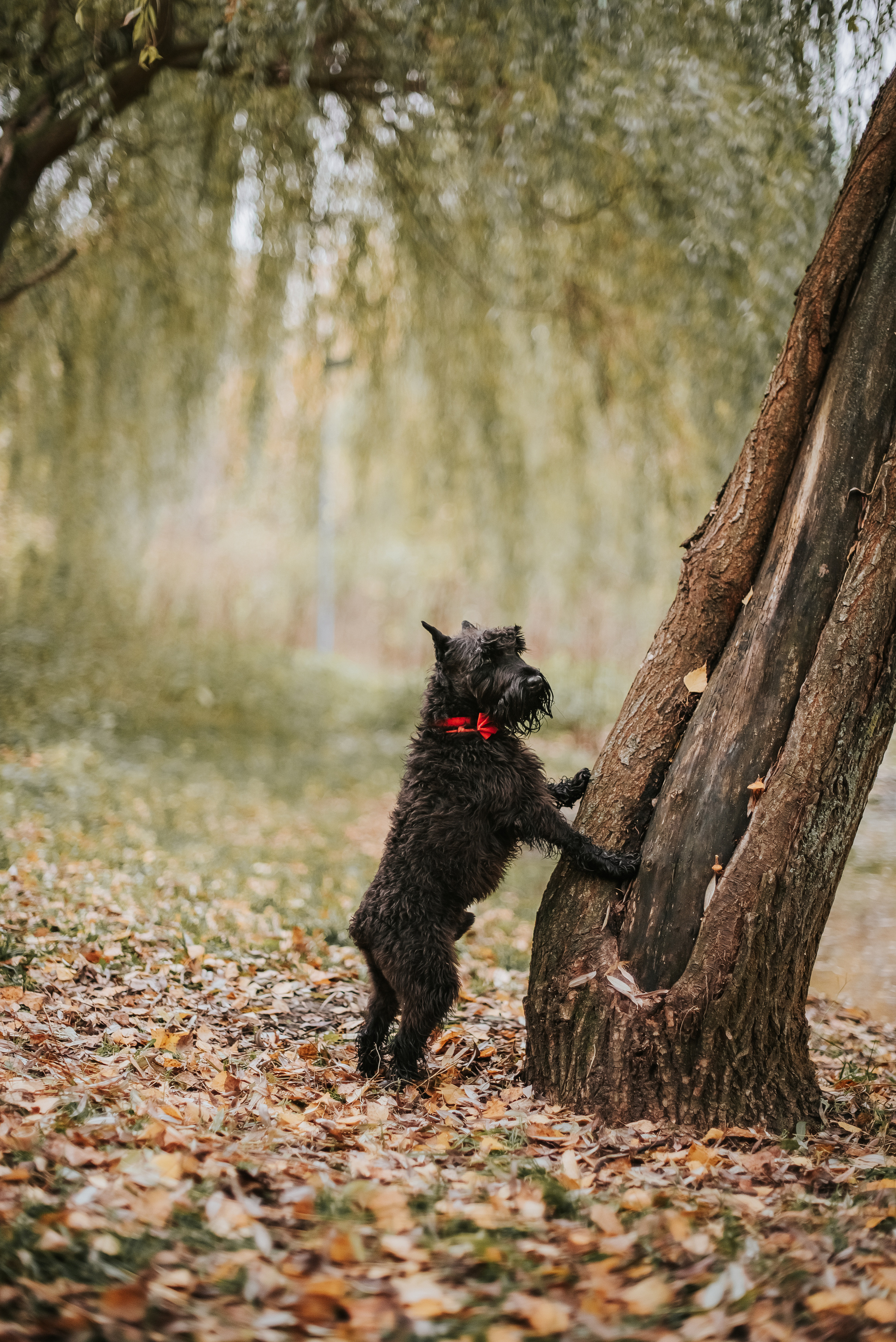 Гном в осеннем парке. Фотограф-анималист Валерия, Москва, Мытищи