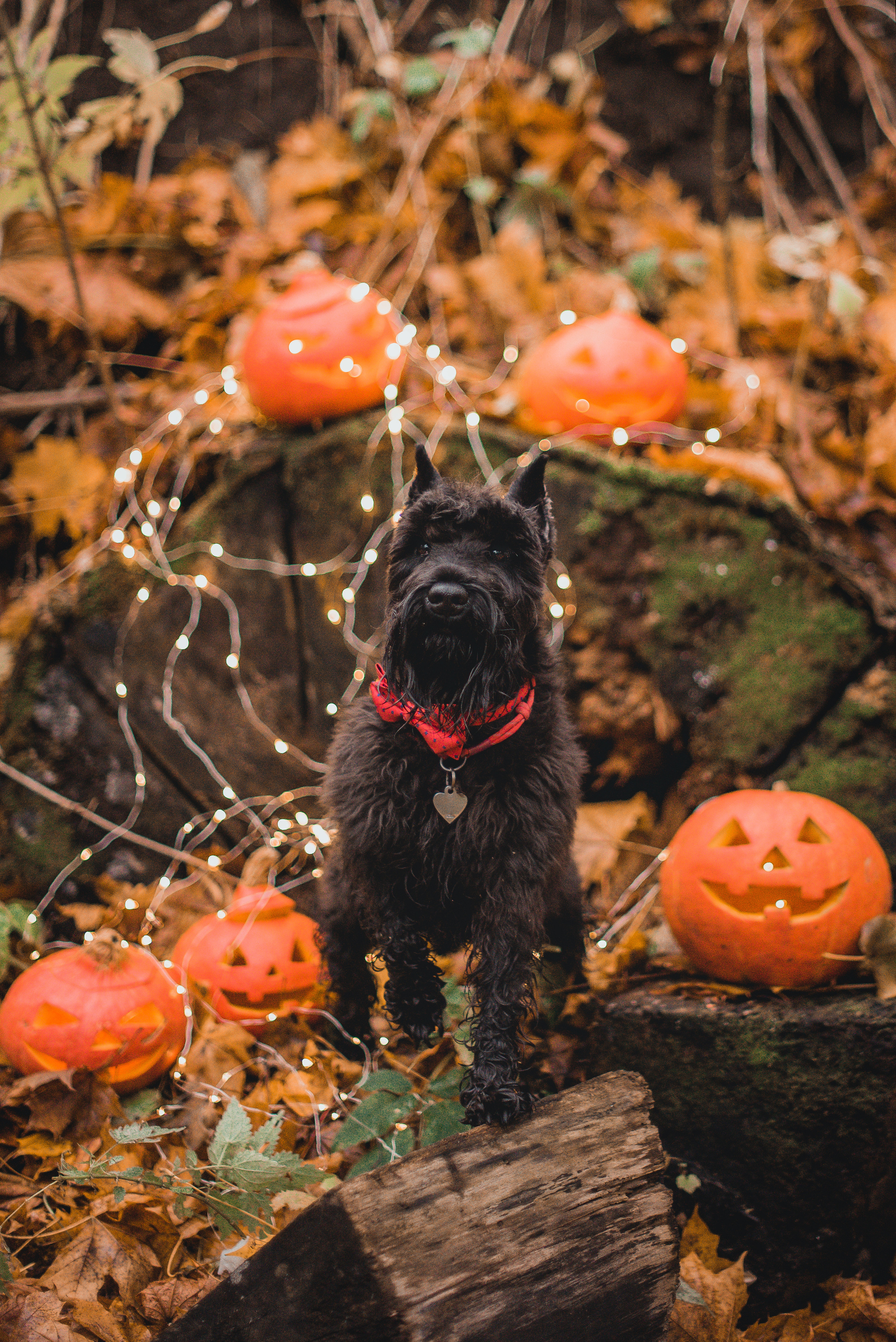 Гном в осеннем парке. Фотограф-анималист Валерия, Москва, Мытищи