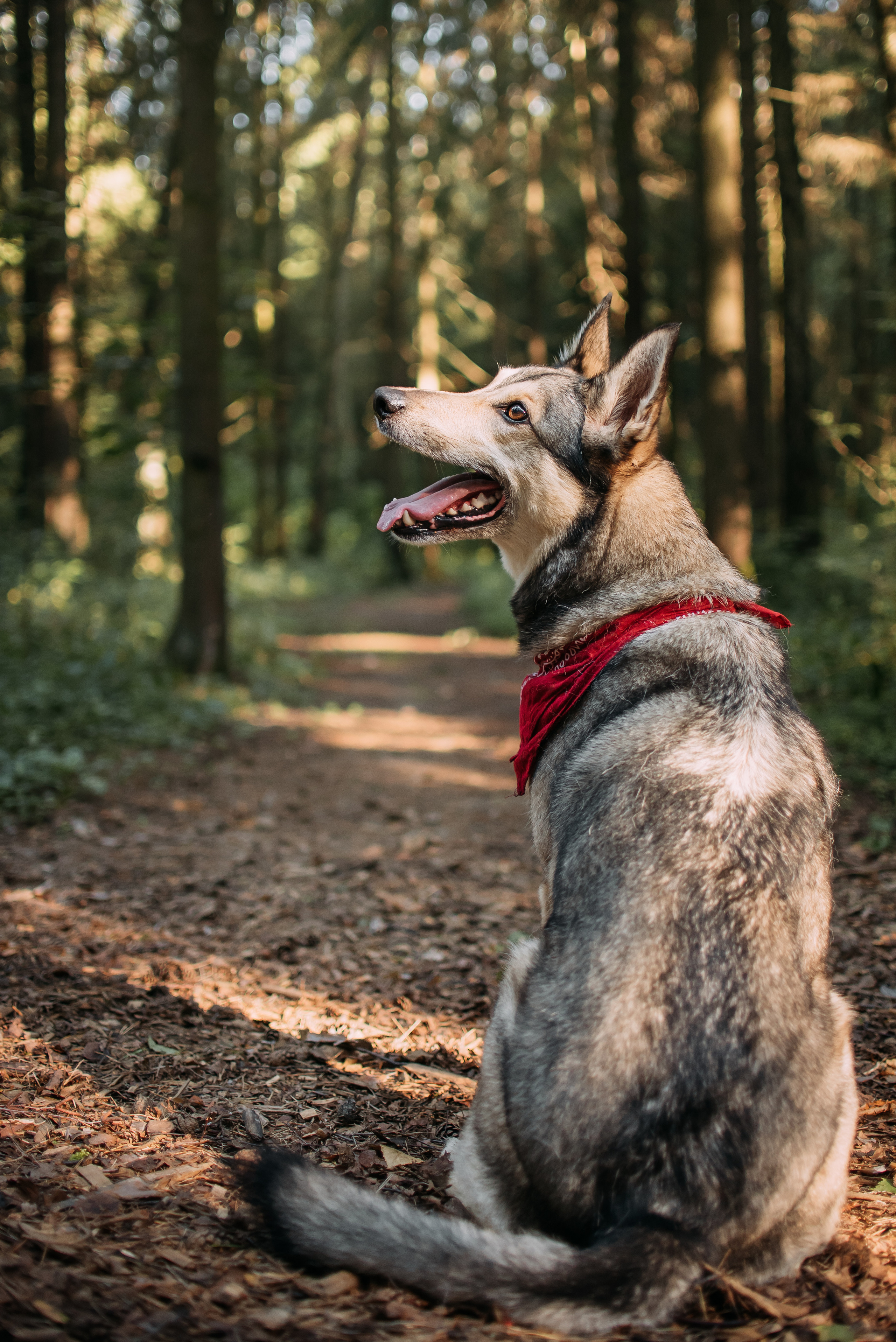 Грэй и его семья. Фотограф-анималист Валерия, Москва, Мытищи