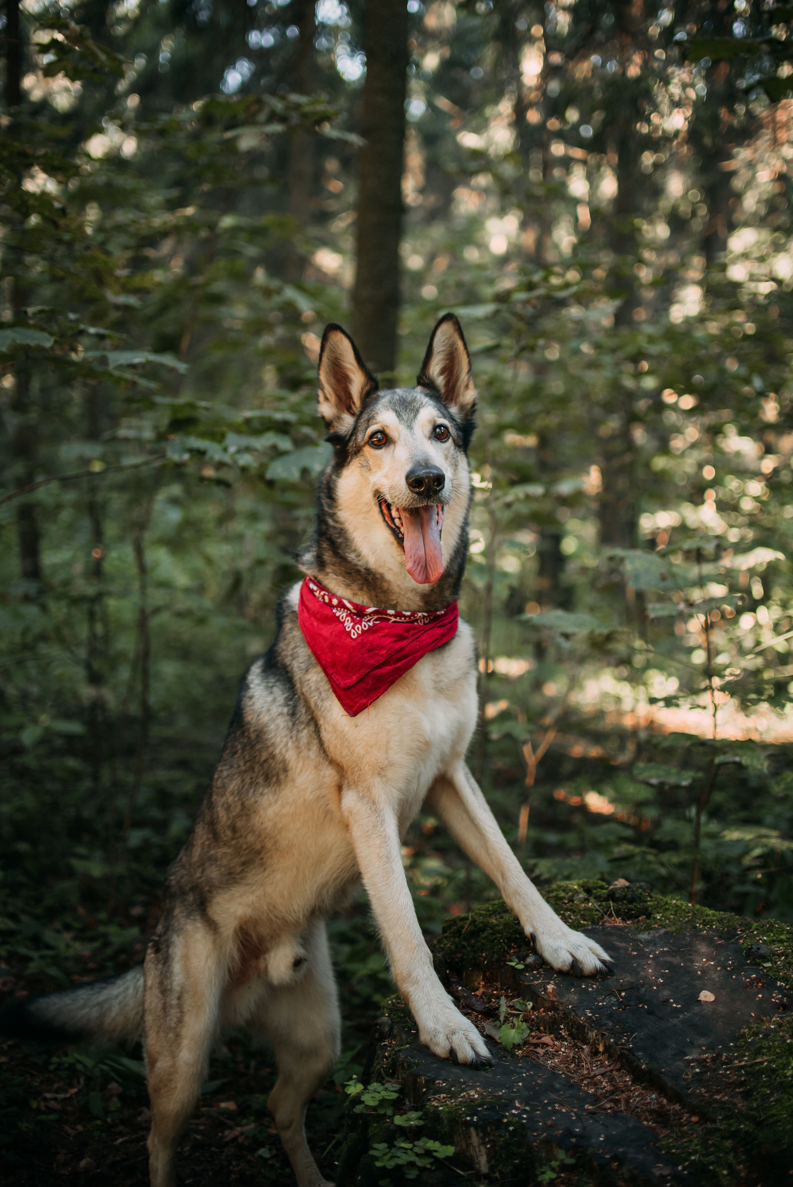 Грэй и его семья. Фотограф-анималист Валерия, Москва, Мытищи