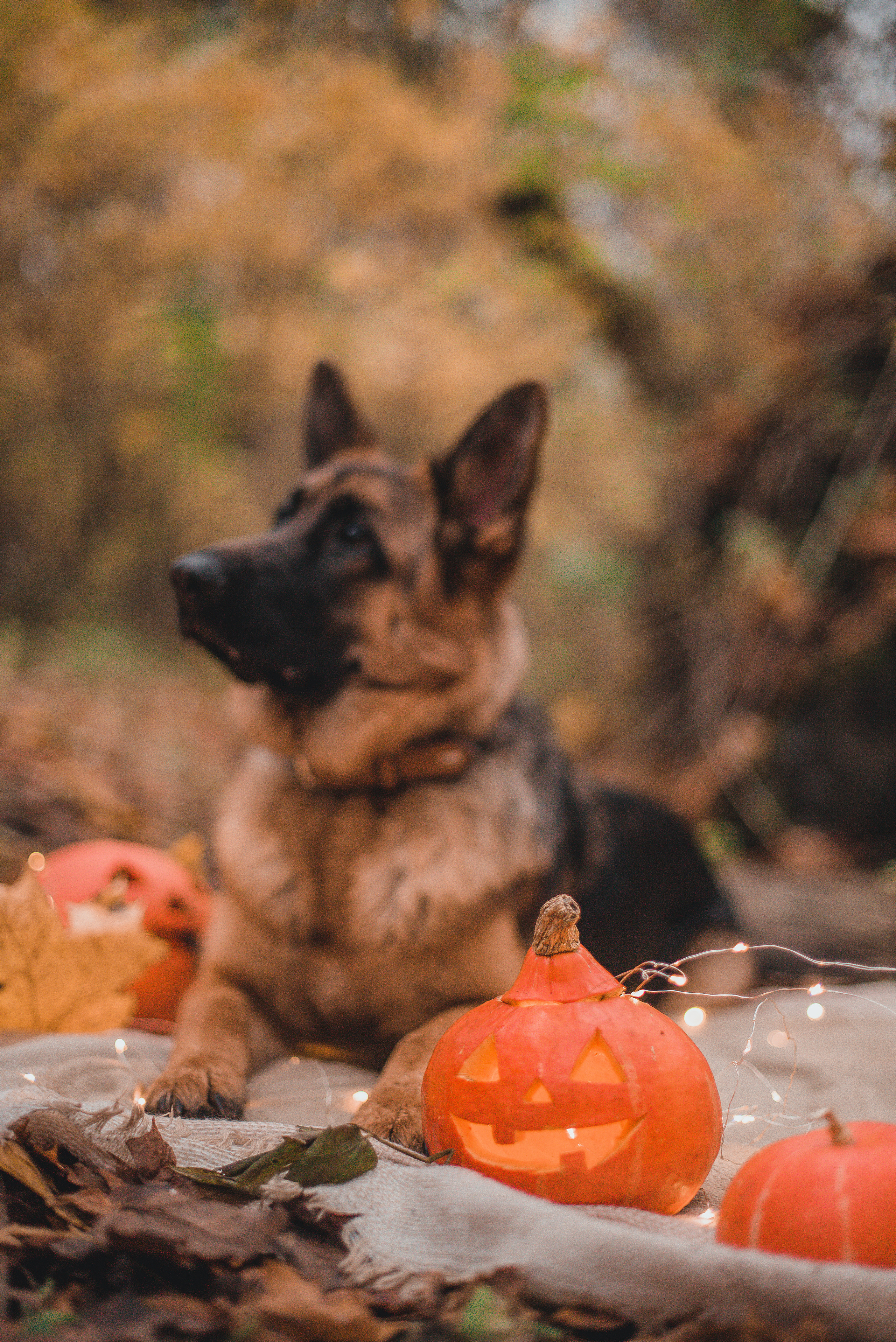 Прада и ее семья. Фотограф-анималист Валерия, Москва, Мытищи