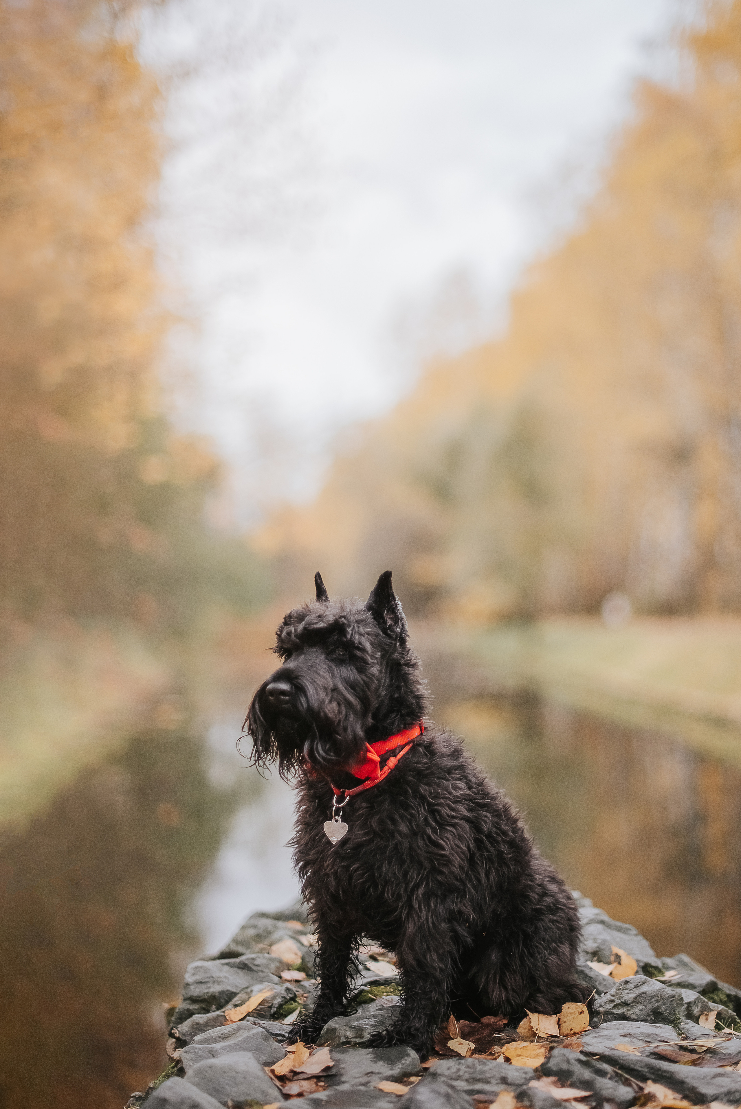 Гном в осеннем парке. Фотограф-анималист Валерия, Москва, Мытищи
