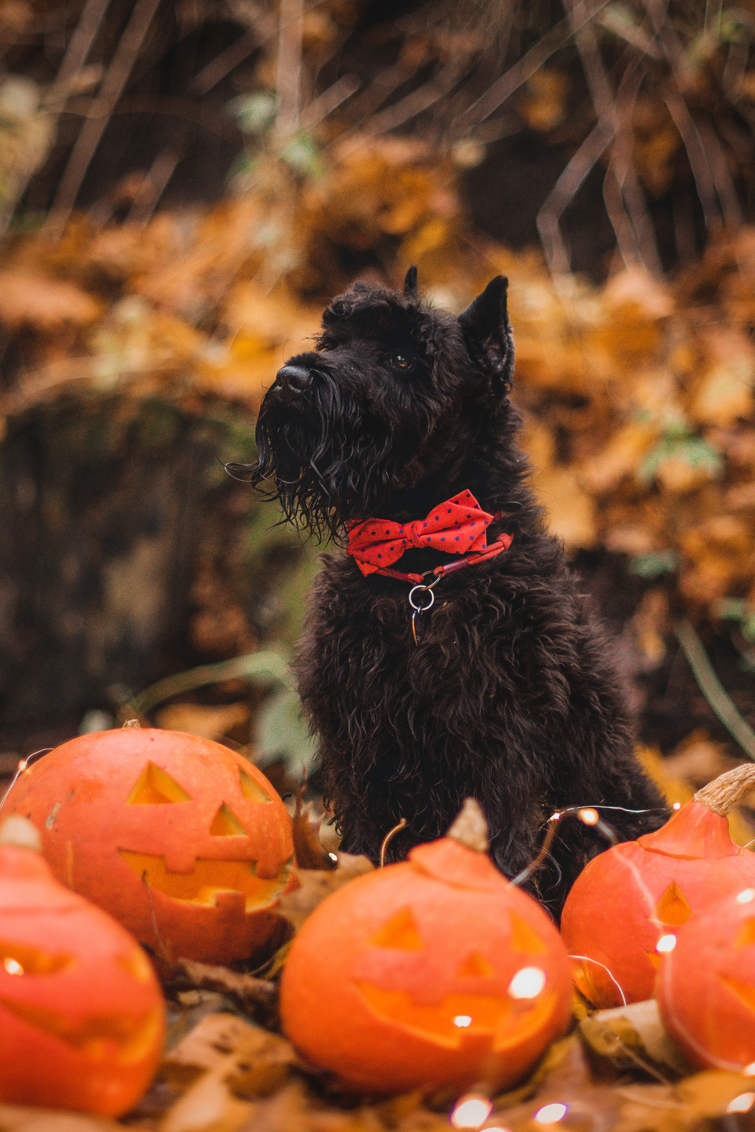 Гном в осеннем парке. Фотограф-анималист Валерия, Москва, Мытищи
