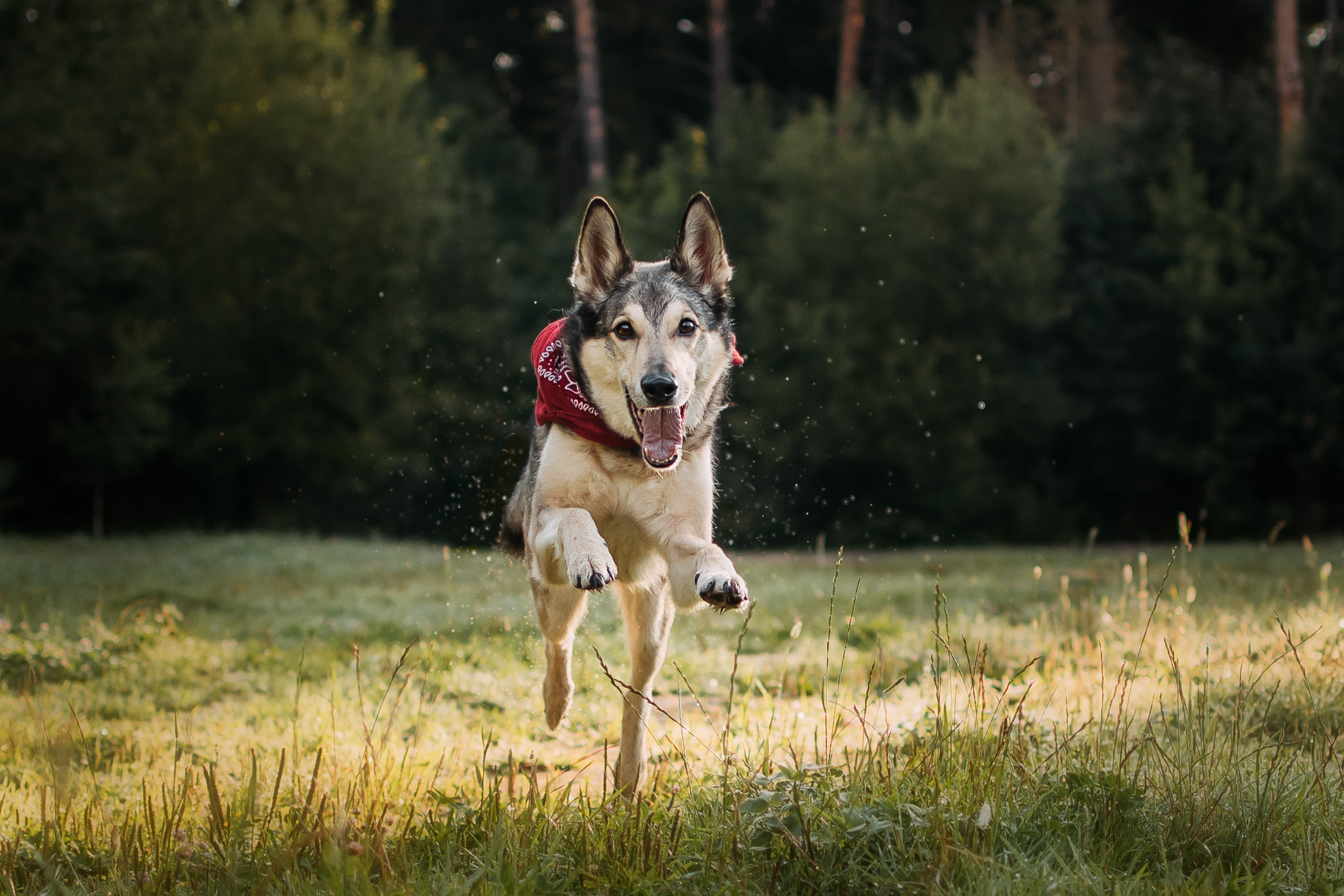 Грэй и его семья. Фотограф-анималист Валерия, Москва, Мытищи