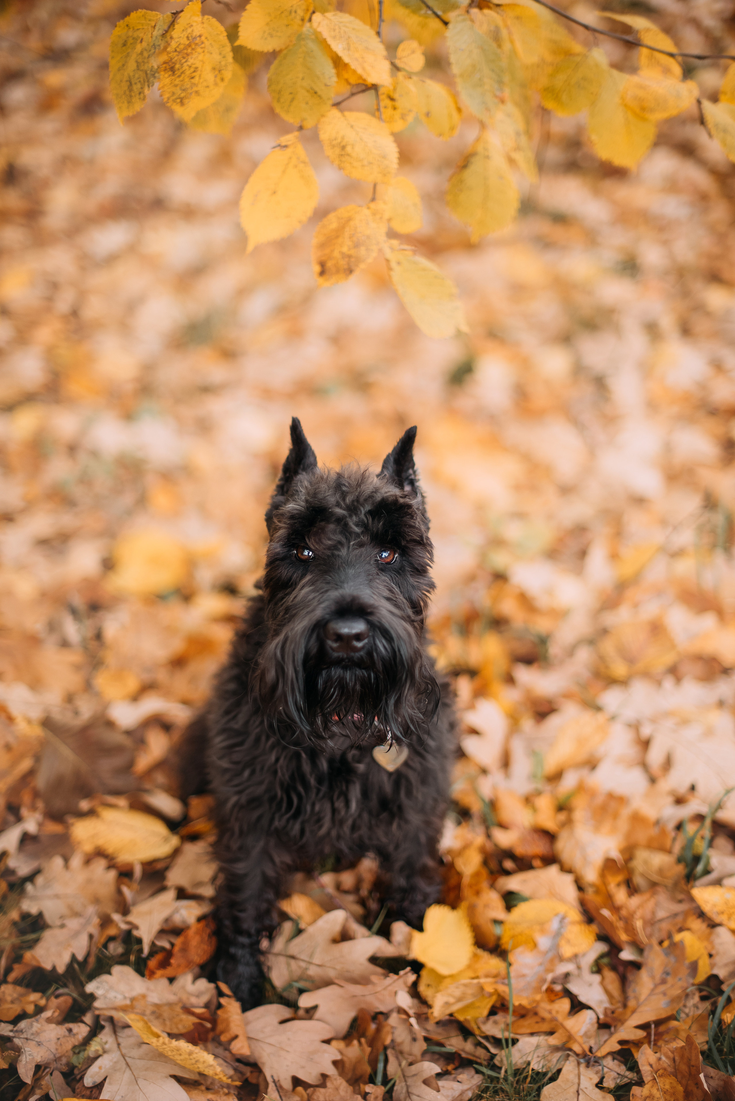 Гном в осеннем парке. Фотограф-анималист Валерия, Москва, Мытищи