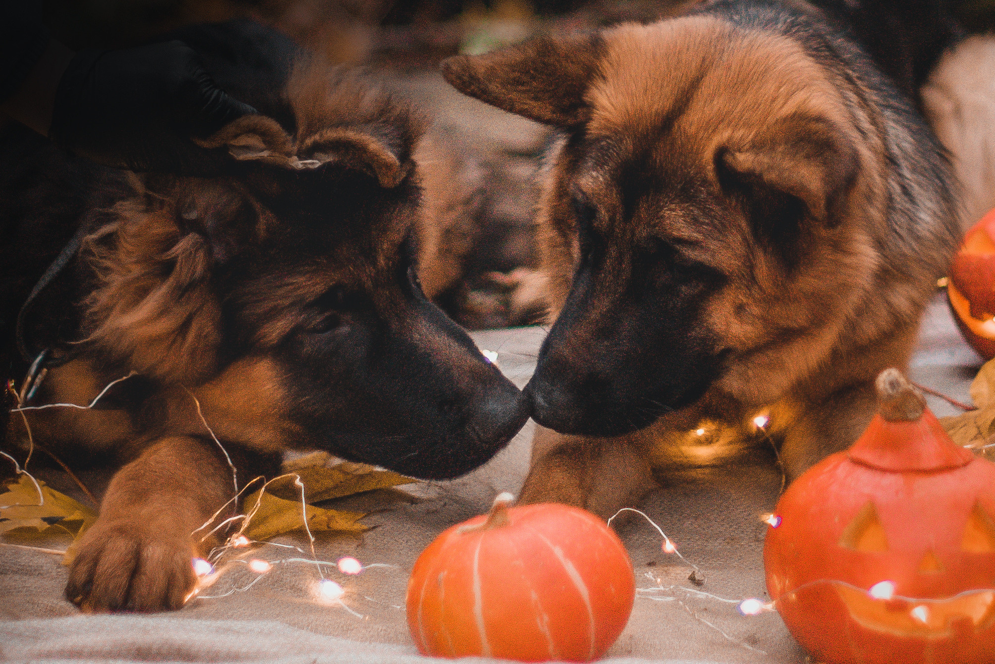 Прада и ее семья. Фотограф-анималист Валерия, Москва, Мытищи