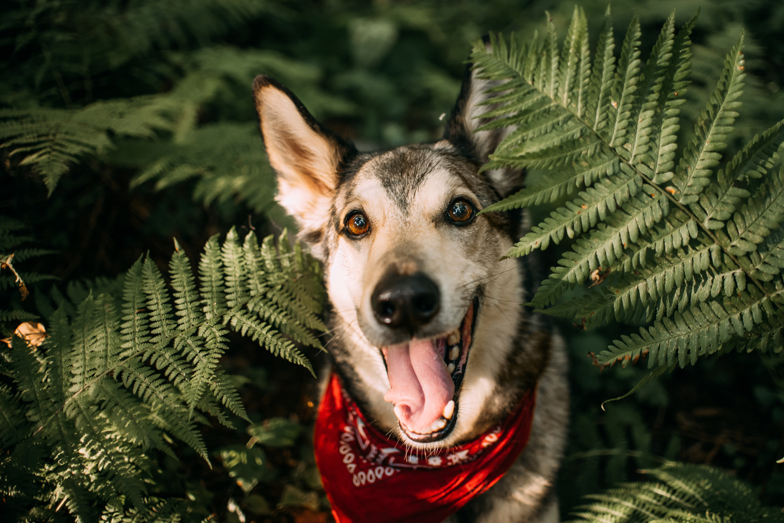 Грэй и его семья. Фотограф-анималист Валерия, Москва, Мытищи