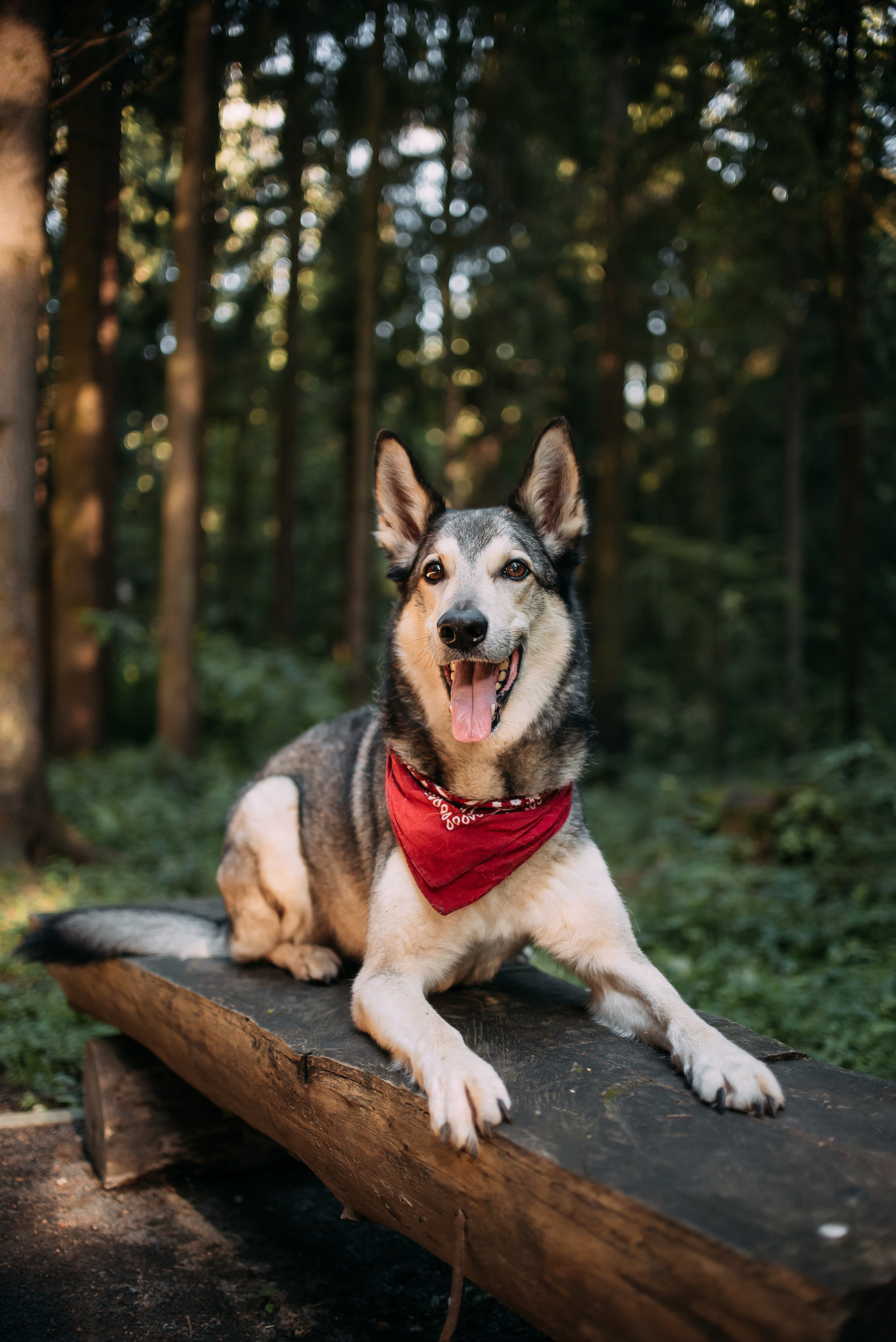 Грэй и его семья. Фотограф-анималист Валерия, Москва, Мытищи