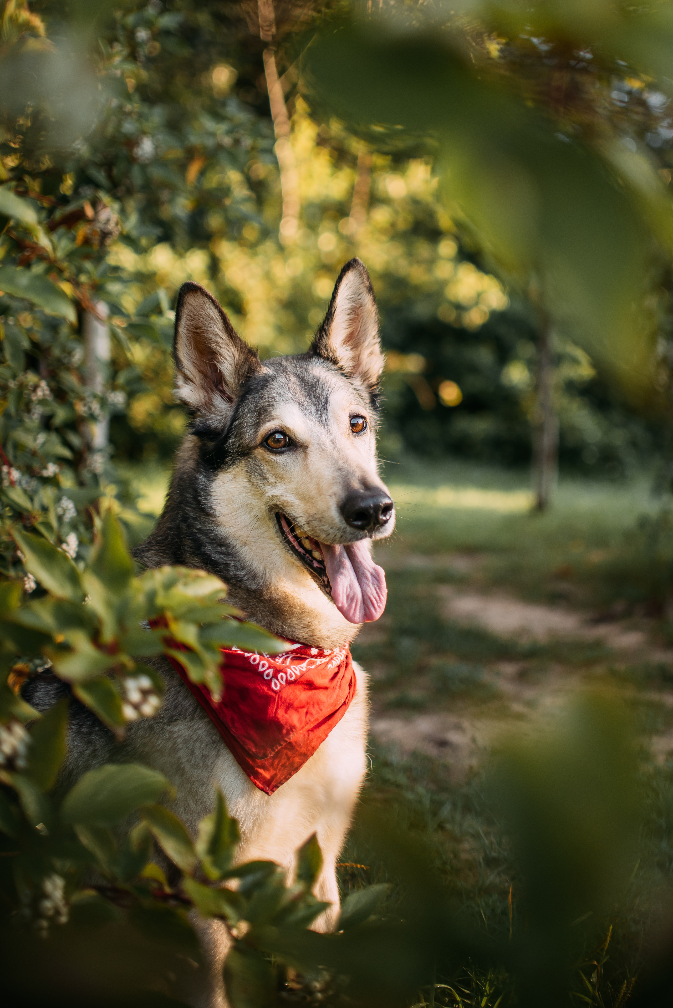 Грэй и его семья. Фотограф-анималист Валерия, Москва, Мытищи