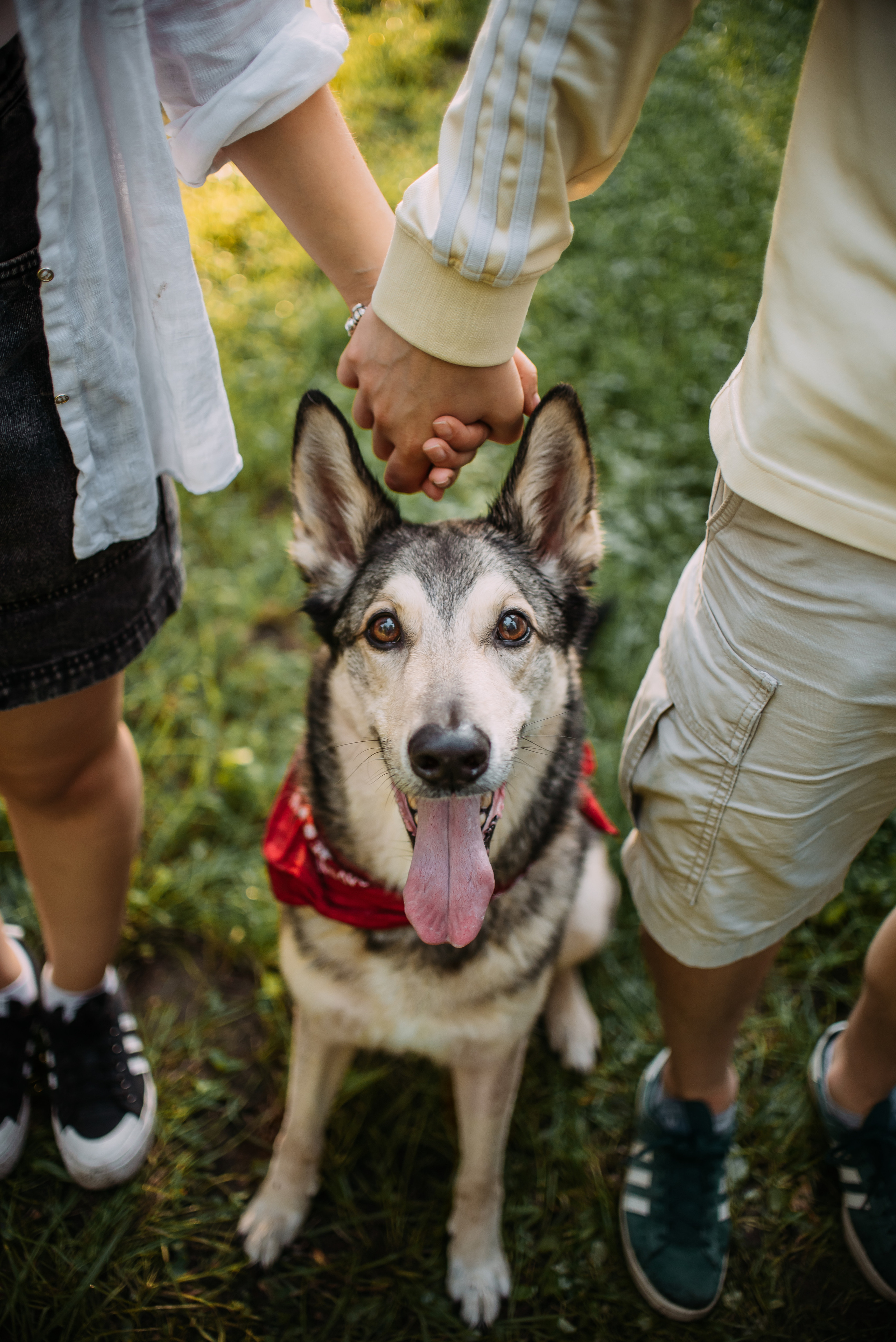 Грэй и его семья. Фотограф-анималист Валерия, Москва, Мытищи