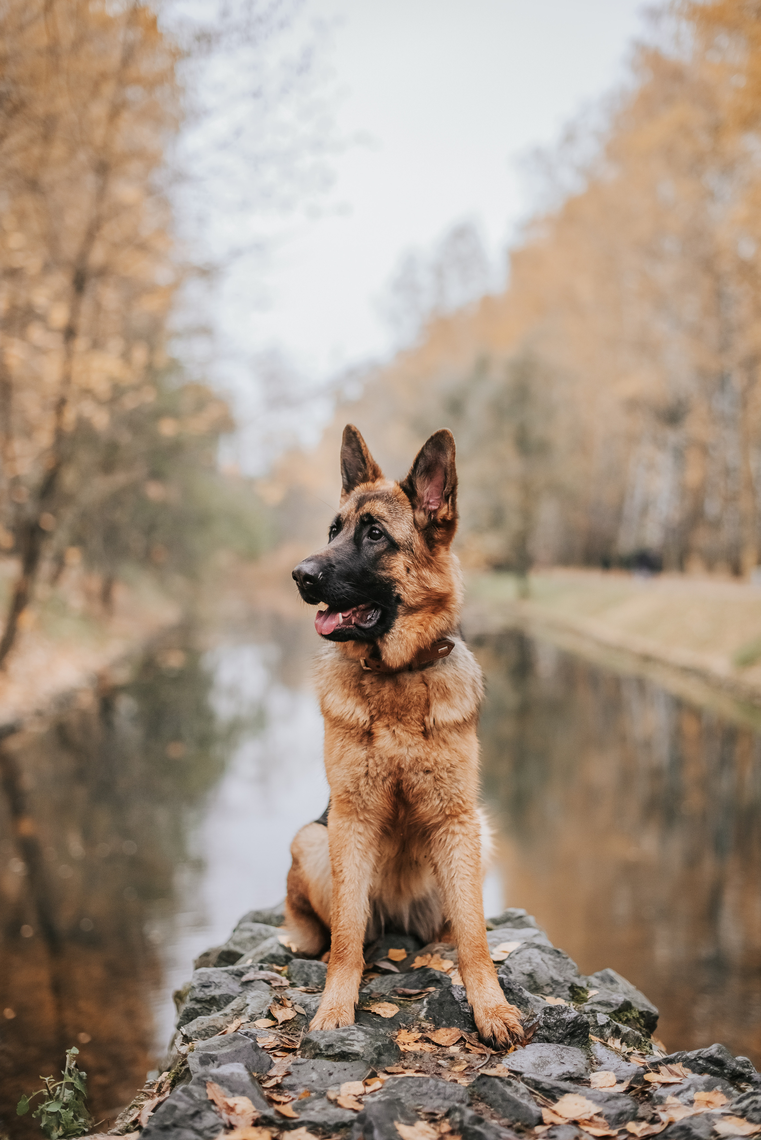 Прада и ее семья. Фотограф-анималист Валерия, Москва, Мытищи