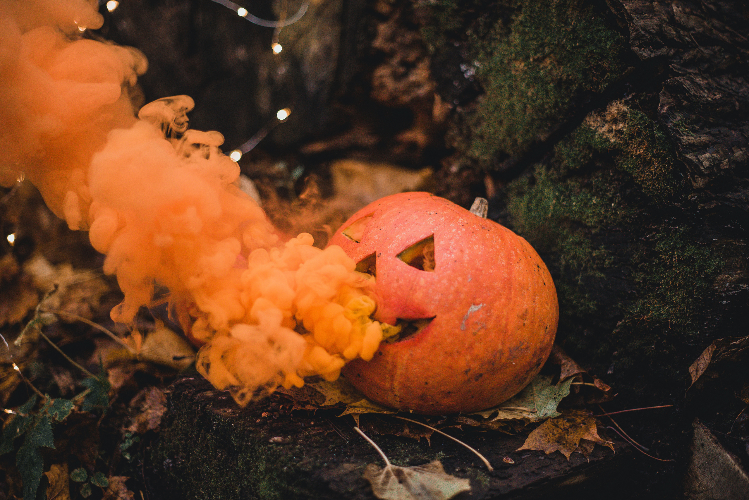 Гном в осеннем парке. Фотограф-анималист Валерия, Москва, Мытищи
