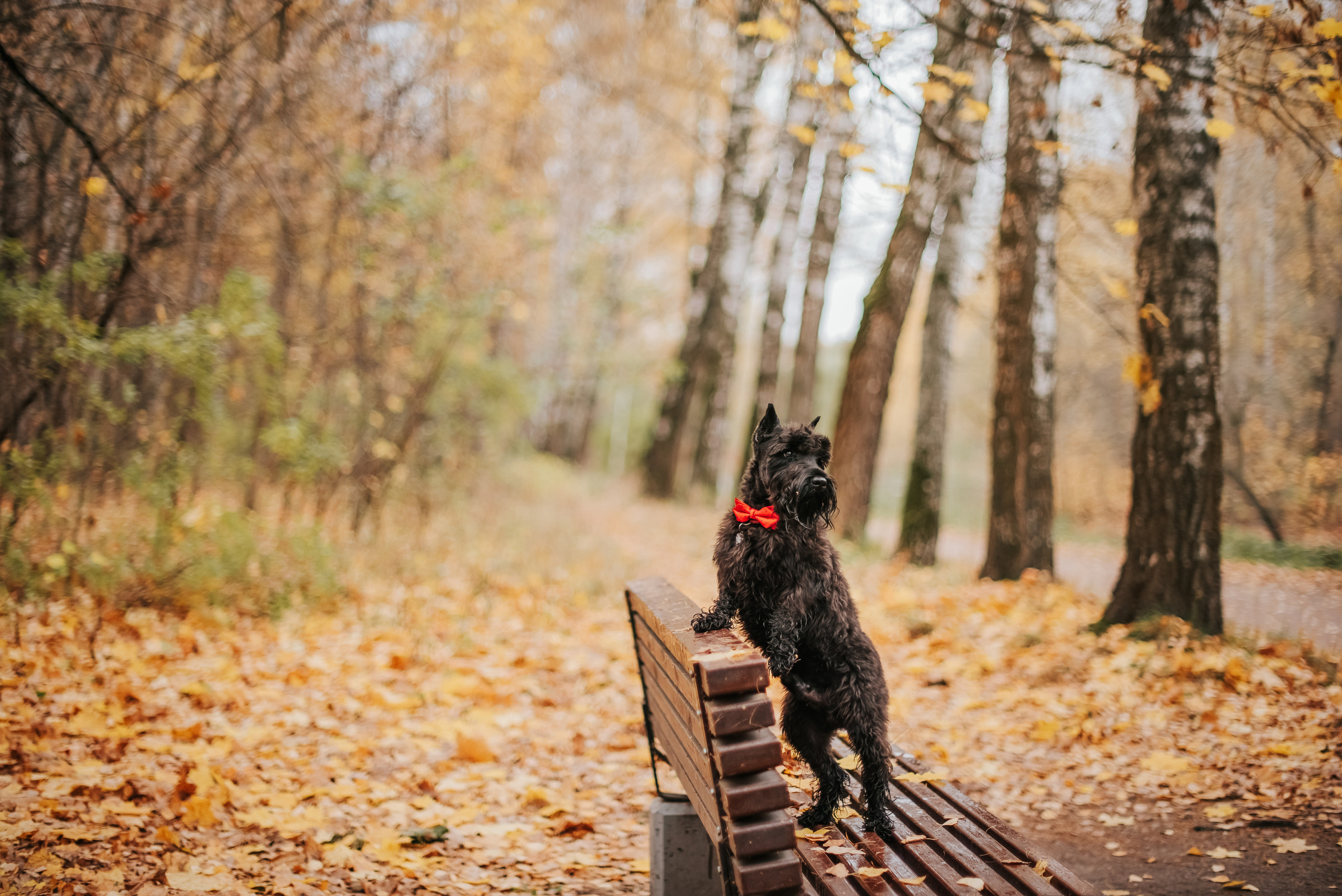 Гном в осеннем парке. Фотограф-анималист Валерия, Москва, Мытищи