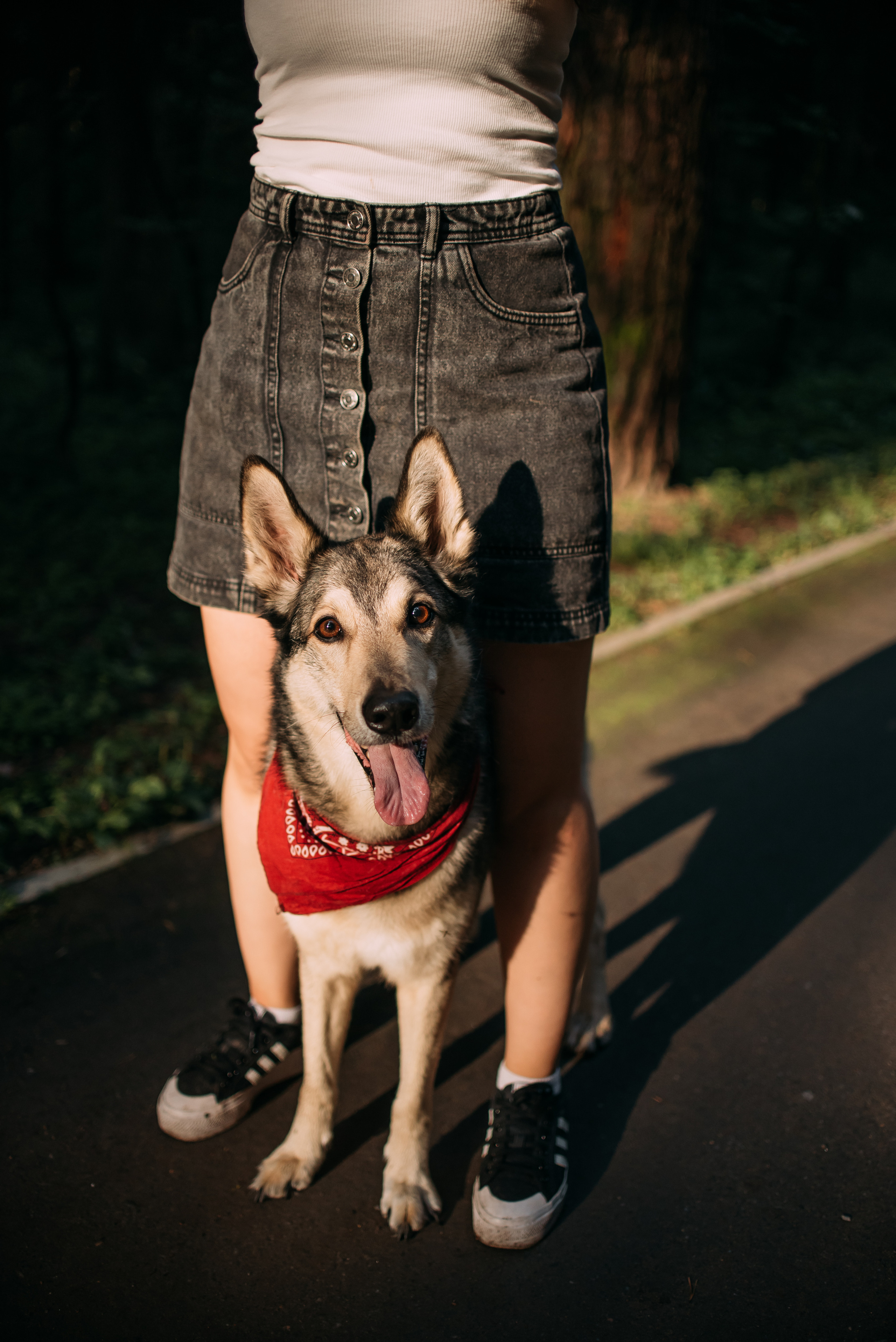 Грэй и его семья. Фотограф-анималист Валерия, Москва, Мытищи