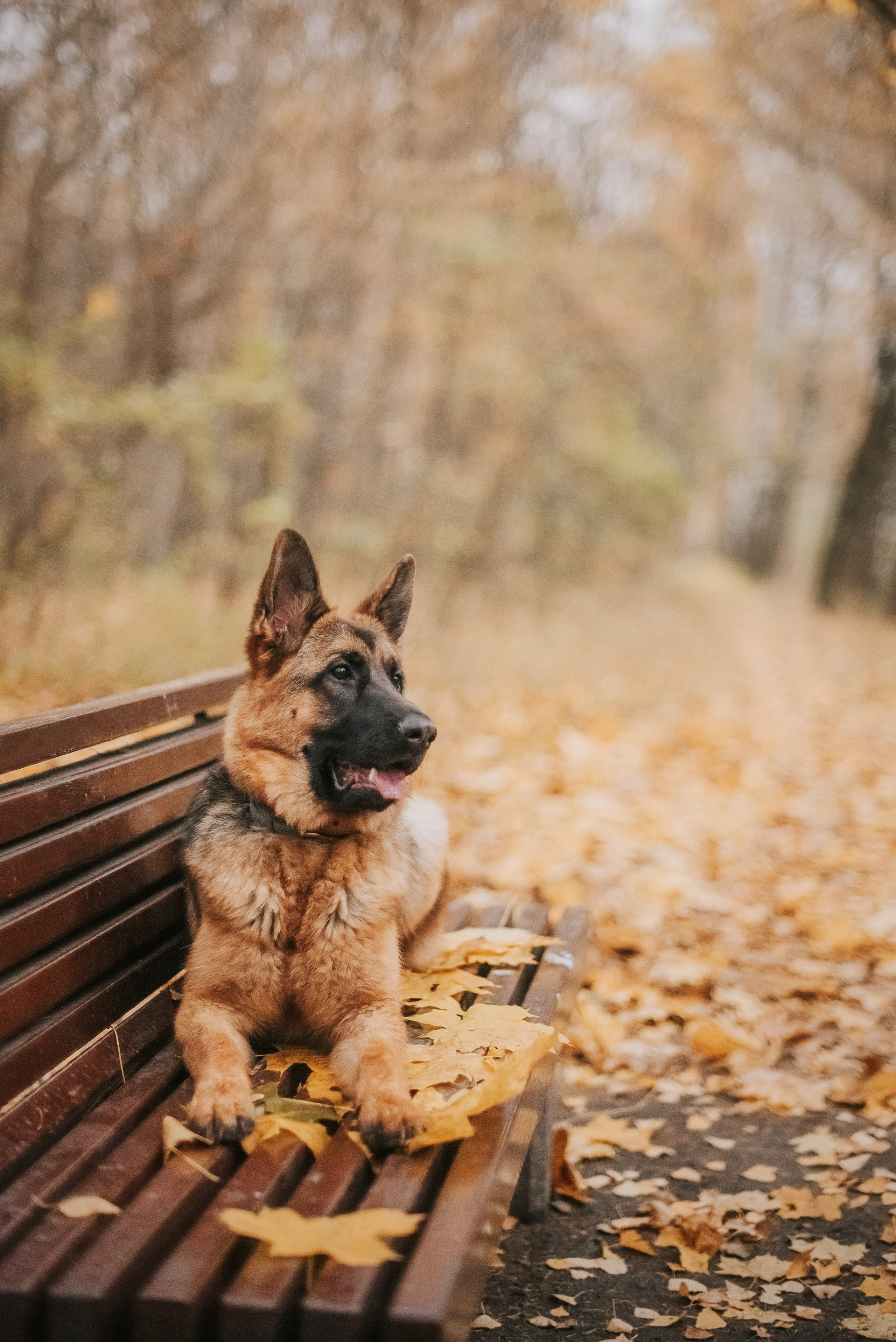 Прада и ее семья. Фотограф-анималист Валерия, Москва, Мытищи