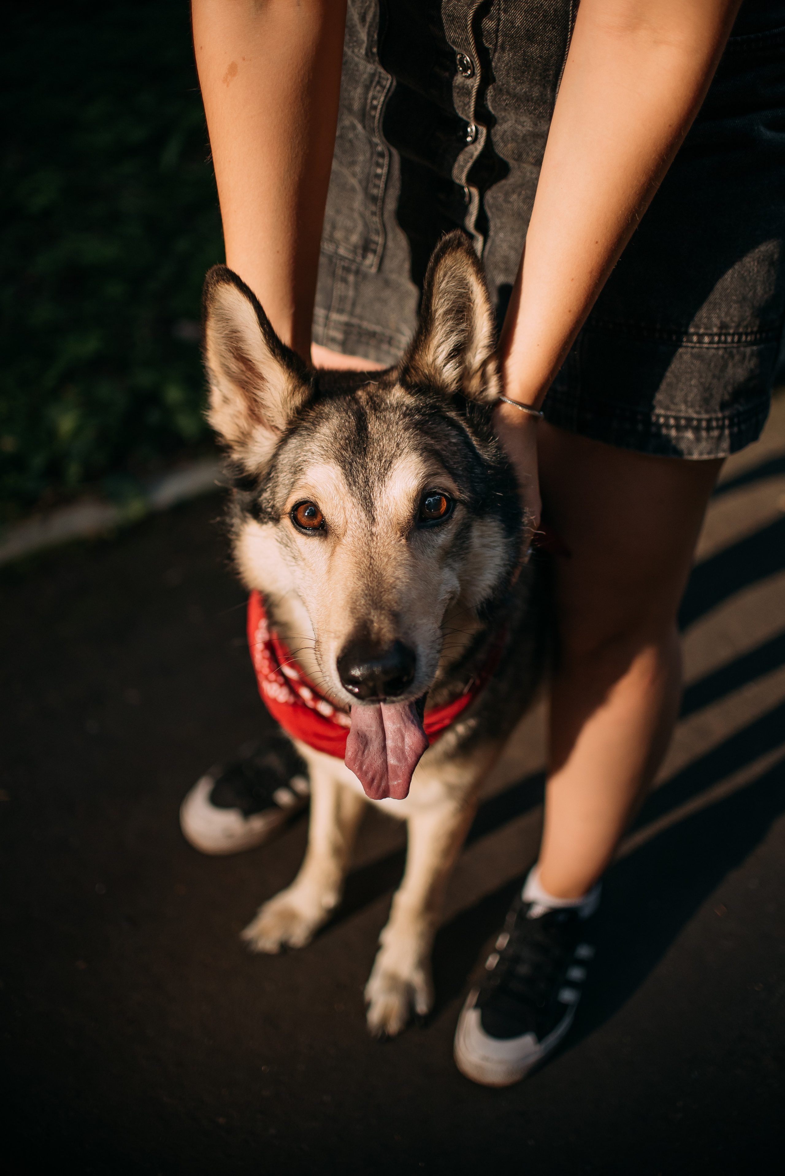 Грэй и его семья. Фотограф-анималист Валерия, Москва, Мытищи