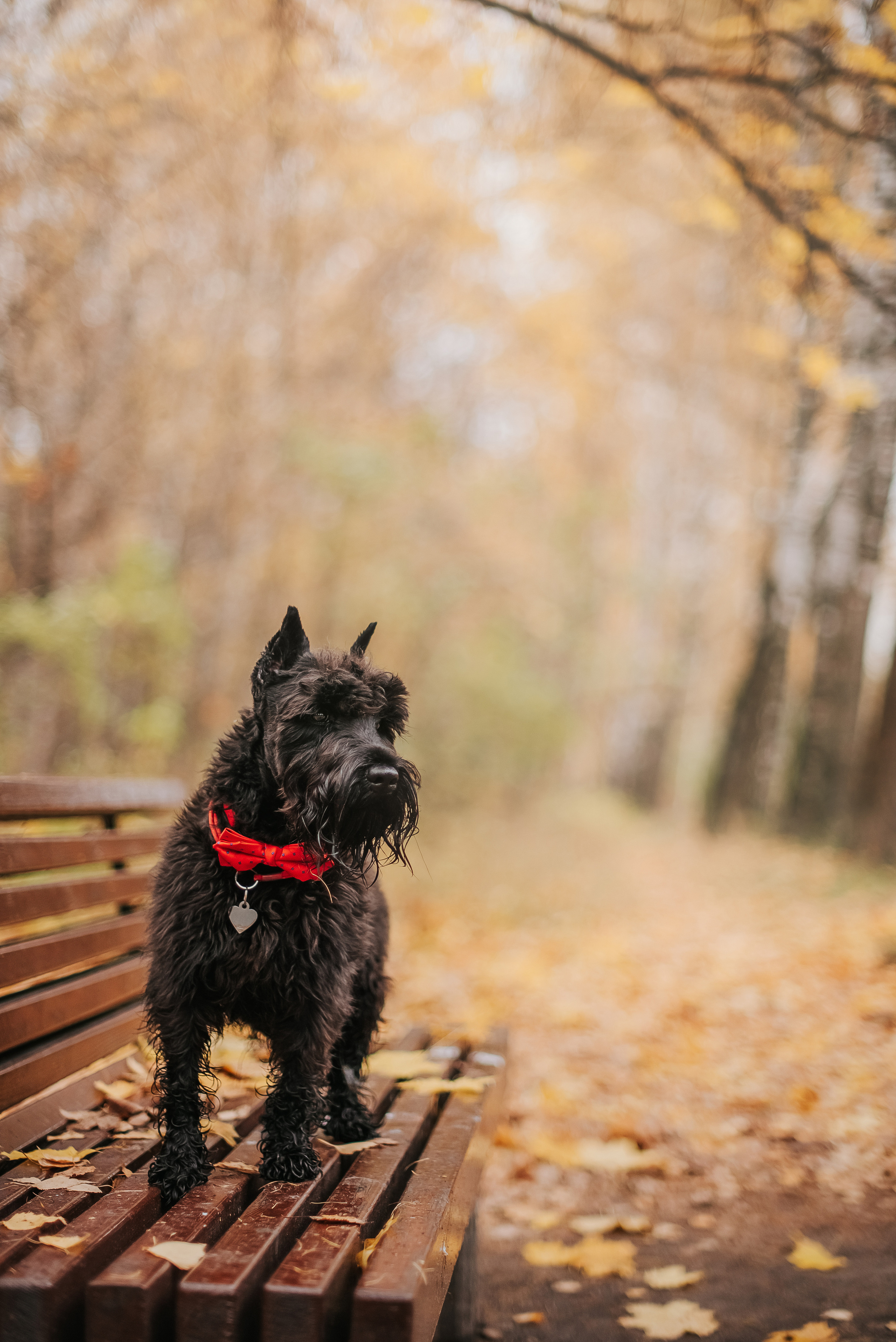 Гном в осеннем парке. Фотограф-анималист Валерия, Москва, Мытищи