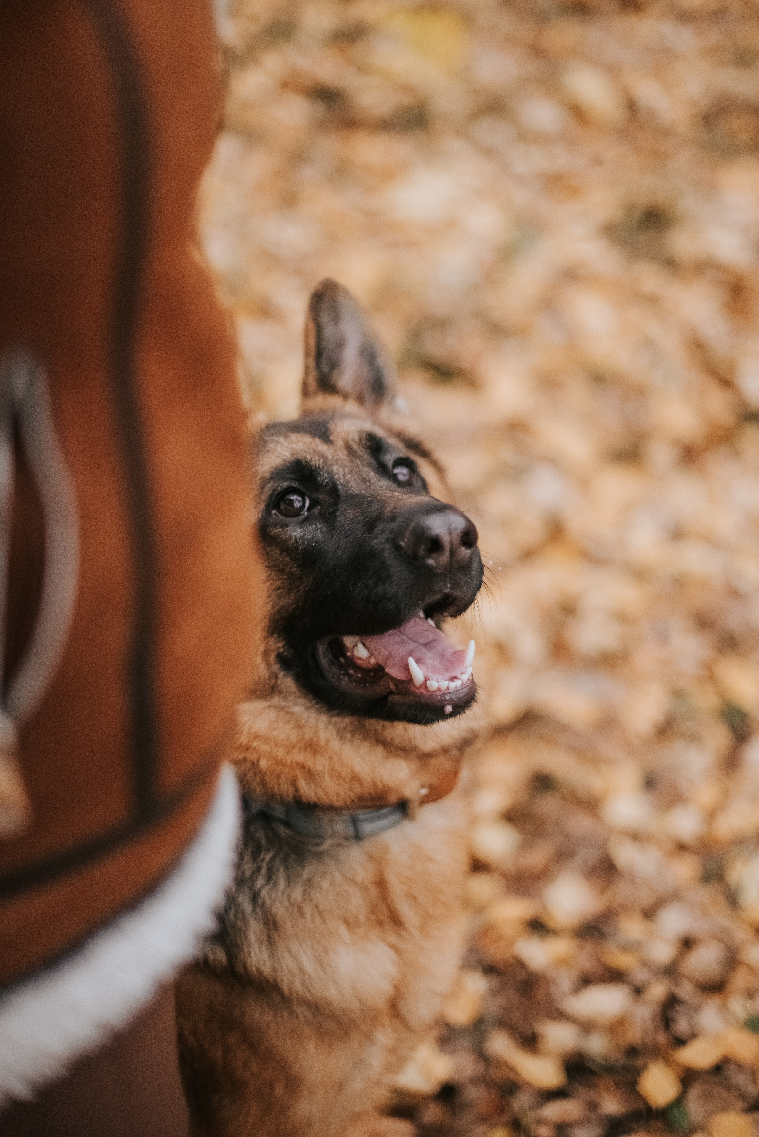 Прада и ее семья. Фотограф-анималист Валерия, Москва, Мытищи
