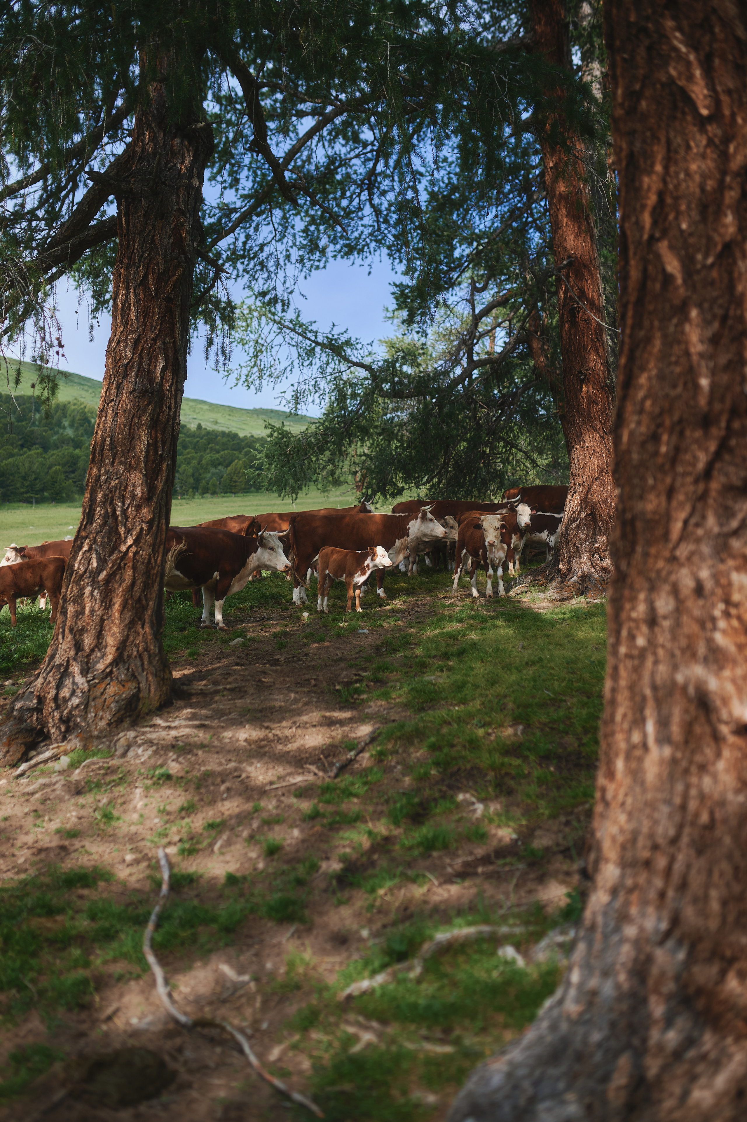 Алтай. Поход к озеру Куйгук и Акчан. Andrew Sozonov visual artist