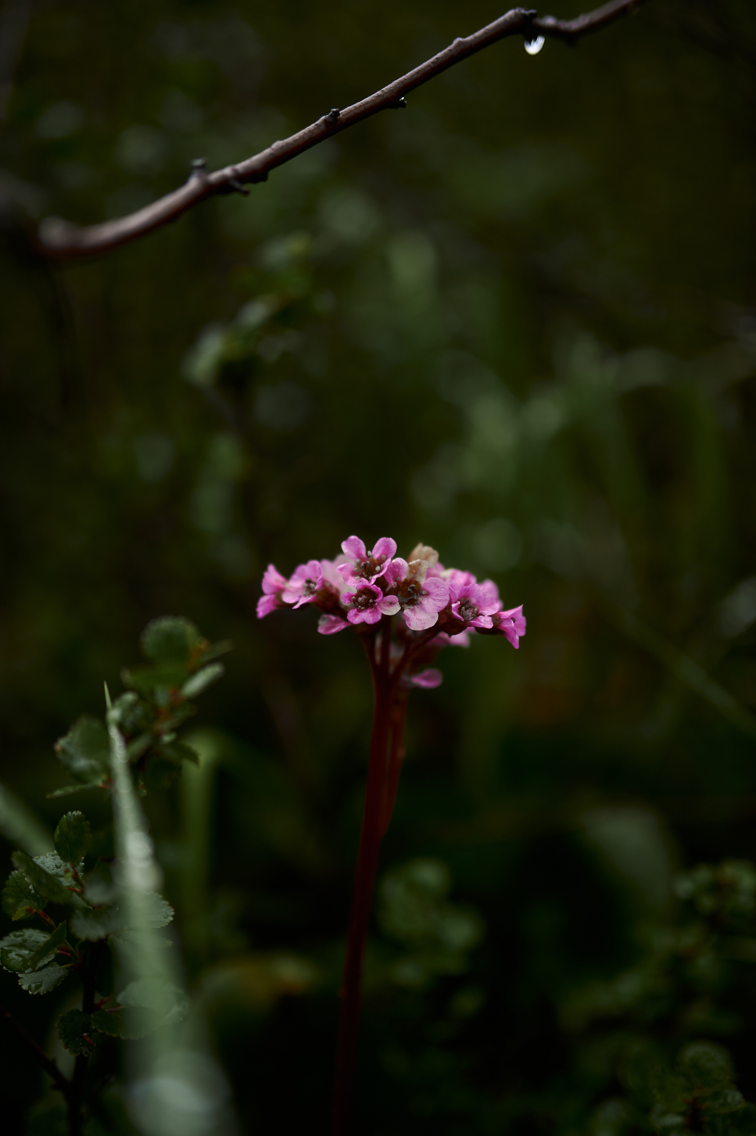 Алтай. Поход к озеру Куйгук и Акчан. Andrew Sozonov visual artist