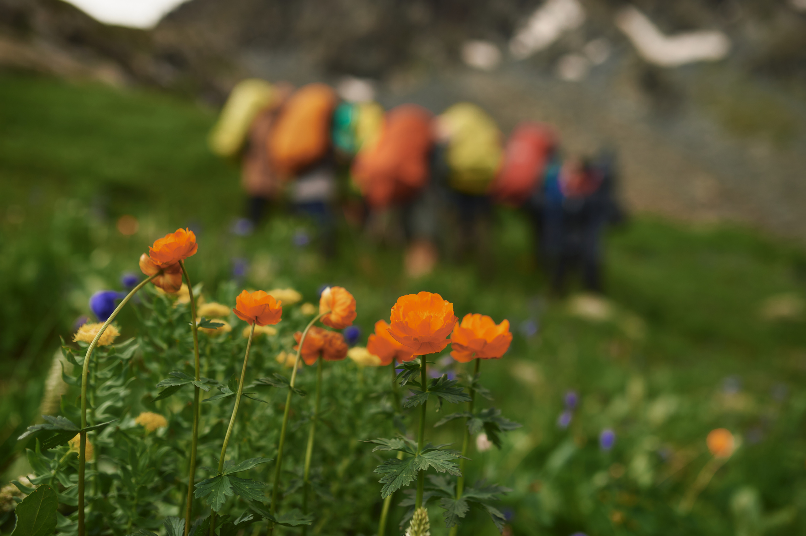 Алтай. Поход к озеру Куйгук и Акчан. Andrew Sozonov visual artist