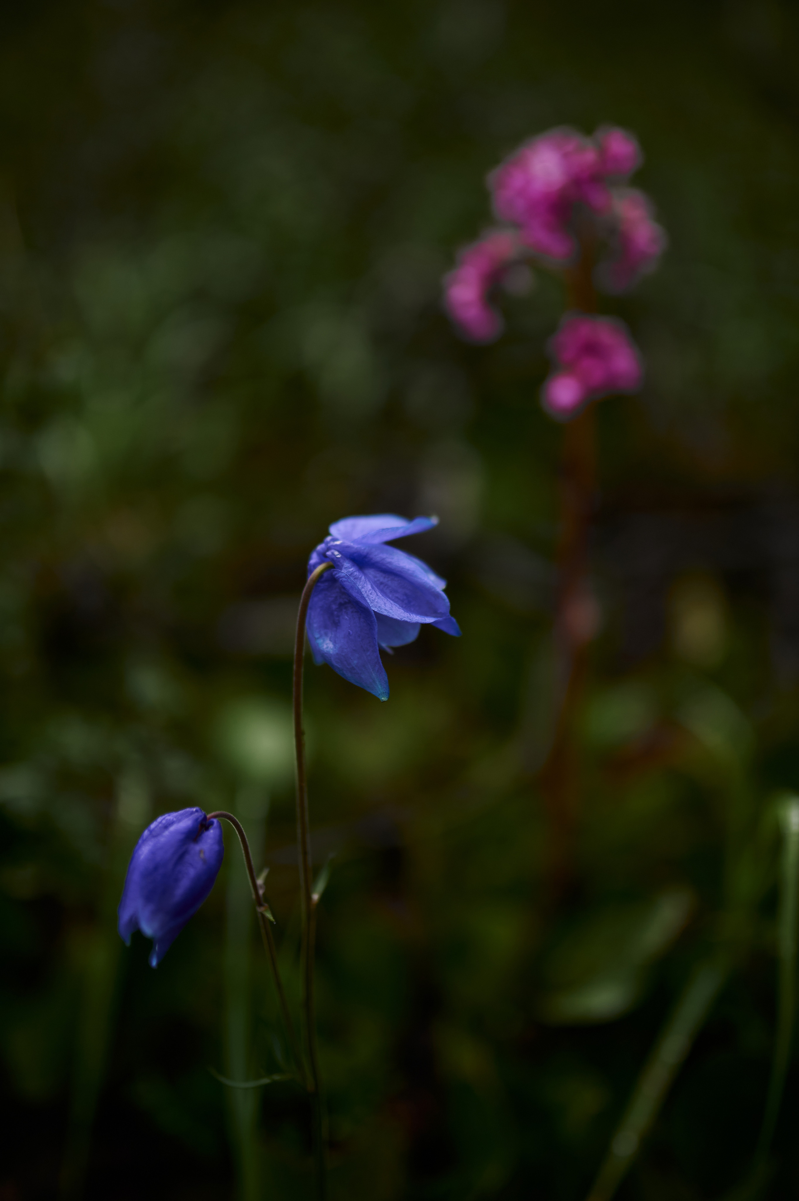 Алтай. Поход к озеру Куйгук и Акчан. Andrew Sozonov visual artist