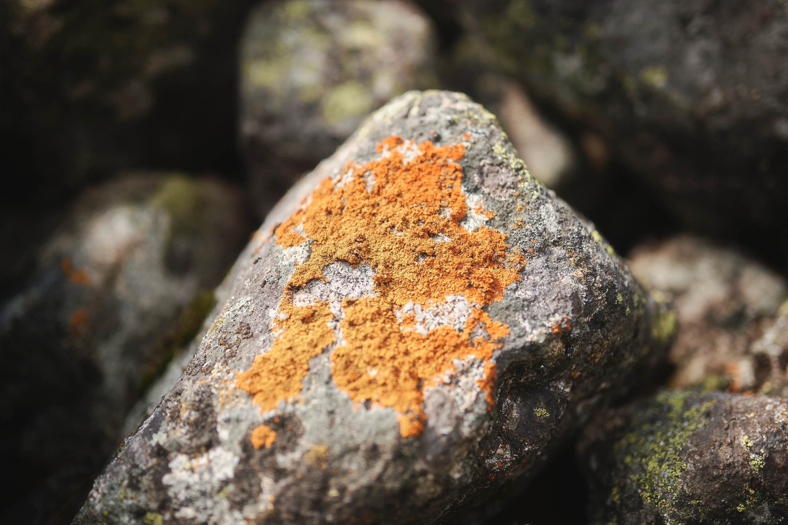 Алтай. Поход к озеру Куйгук и Акчан. Andrew Sozonov visual artist