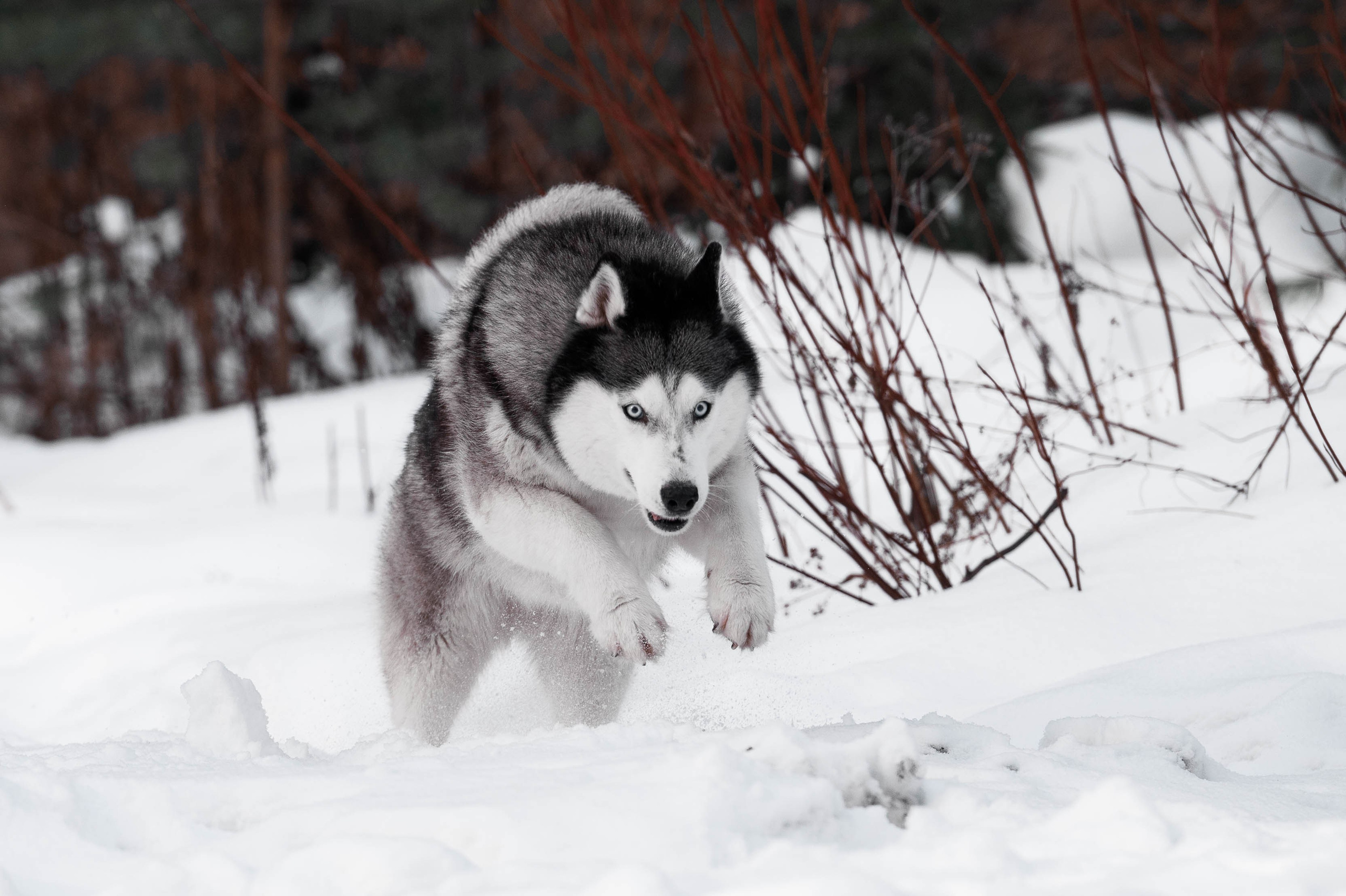 Шанель. Фотограф-анималист