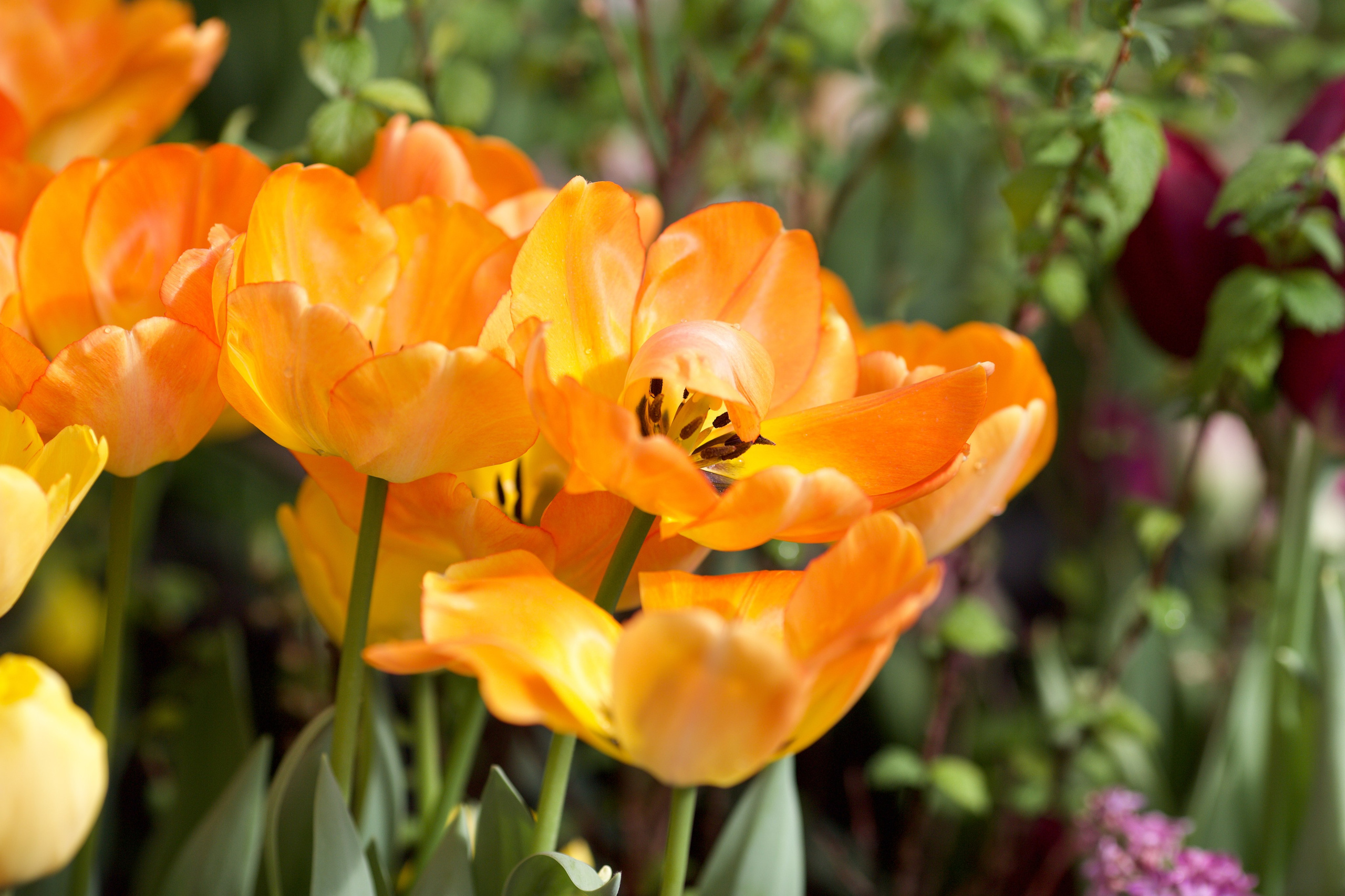 Чудесная природа. Школьные выпускные альбомы в Москве Марина Николаева
