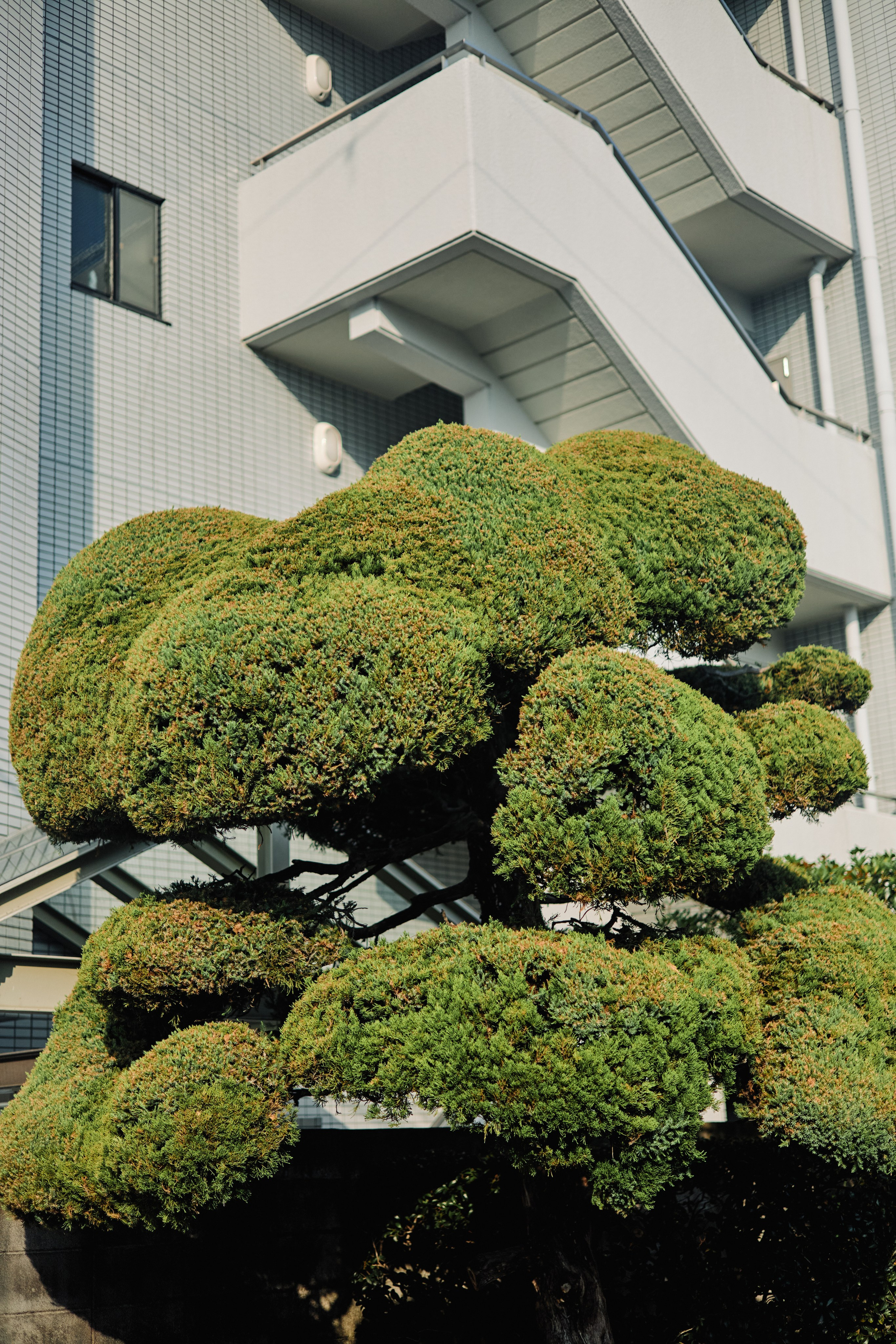 Япония. Профессиональный Фотограф во Владимире, в Москве и в Суздале — Полина Романычева