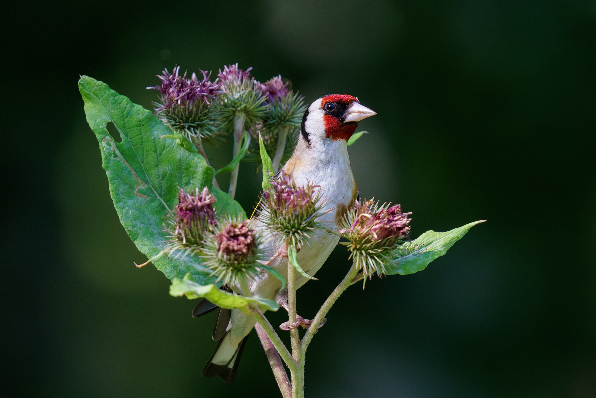 Удивительные мир птиц. Вокруг нас столько прекрасного — присмотритесь!. Ваш личный фотограф Марина Волкова