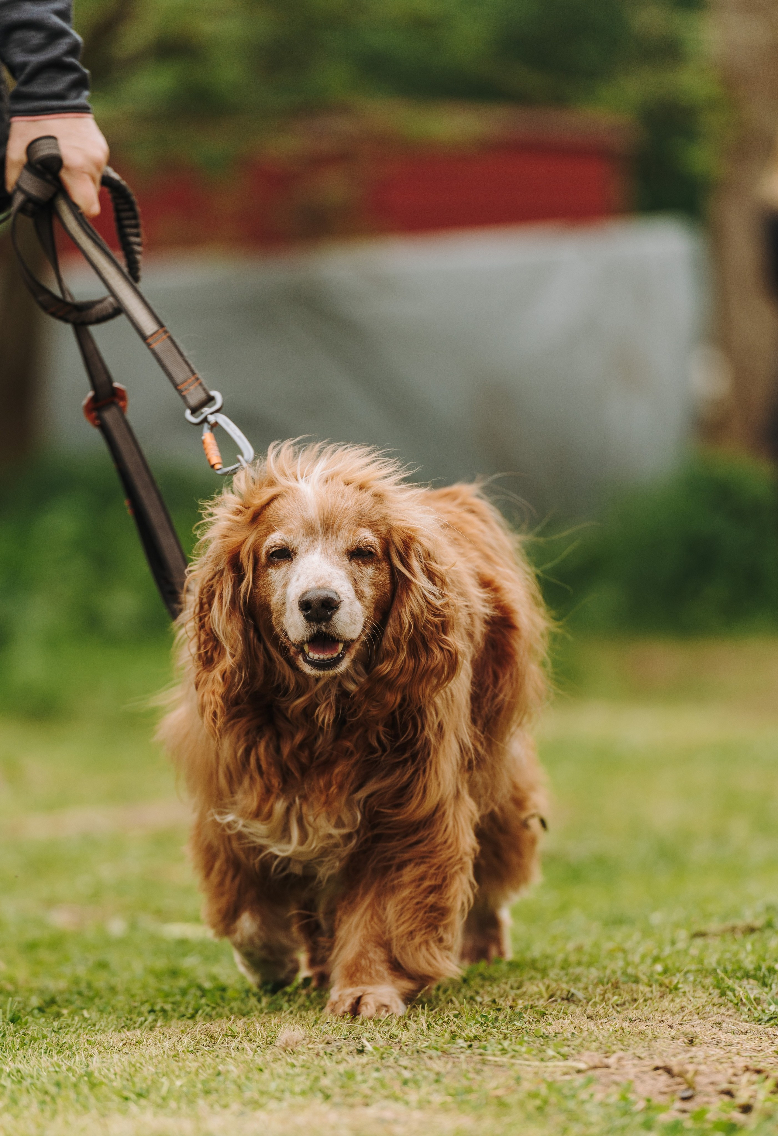 Соревнования по ноузворку. Фотограф анималист в Спб недорого Олеся Майорова