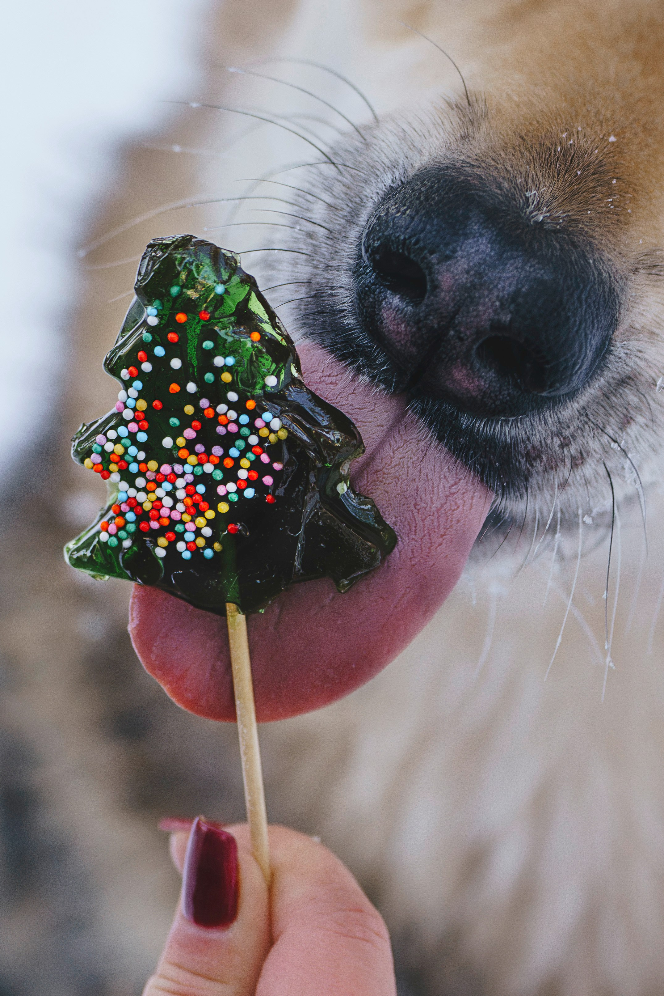 Рэй, Кузя, Ольга и Александр. Фотограф анималист в Спб недорого Олеся Майорова