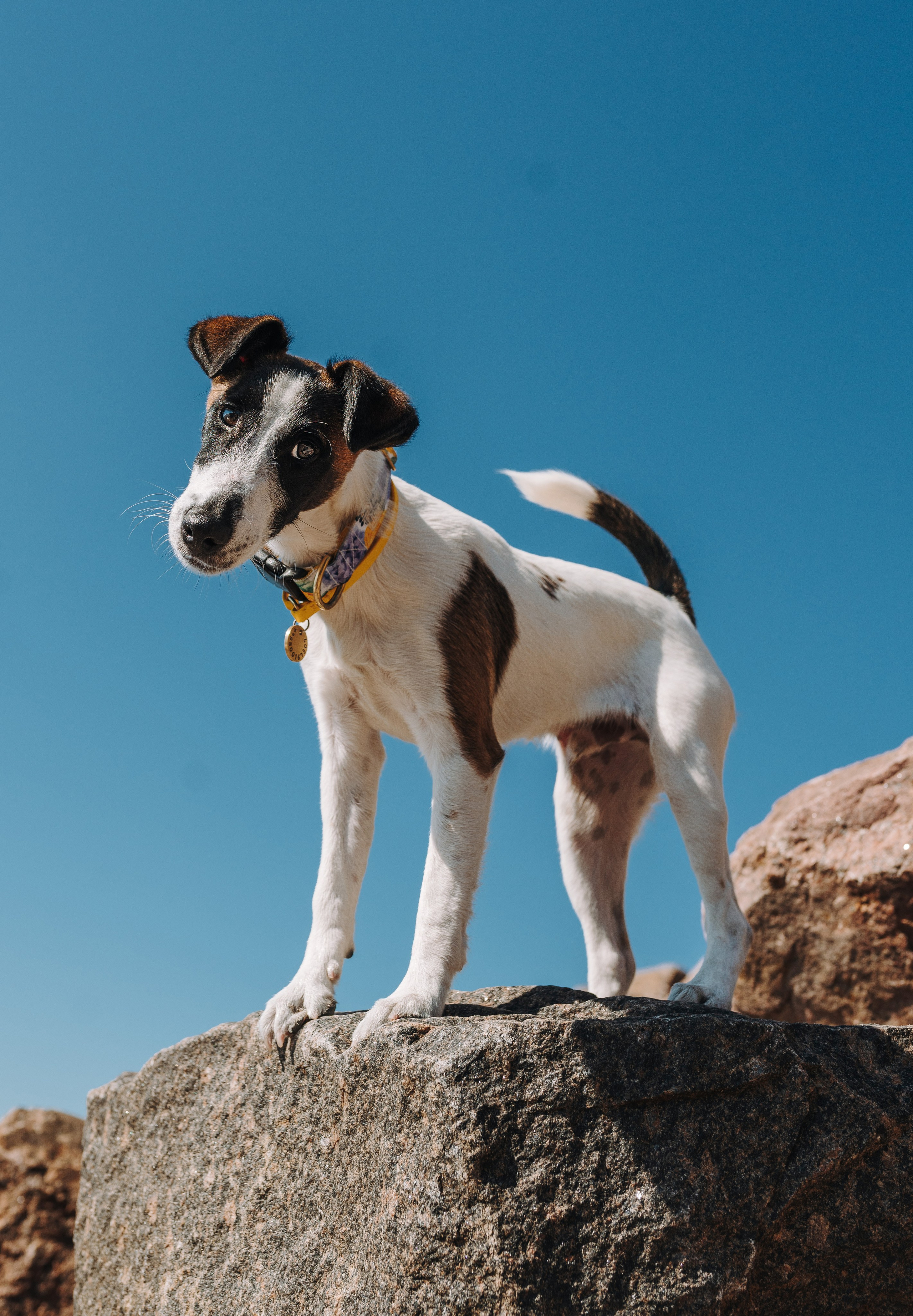 Ксения и Перри. Фотограф анималист в Спб недорого Олеся Майорова