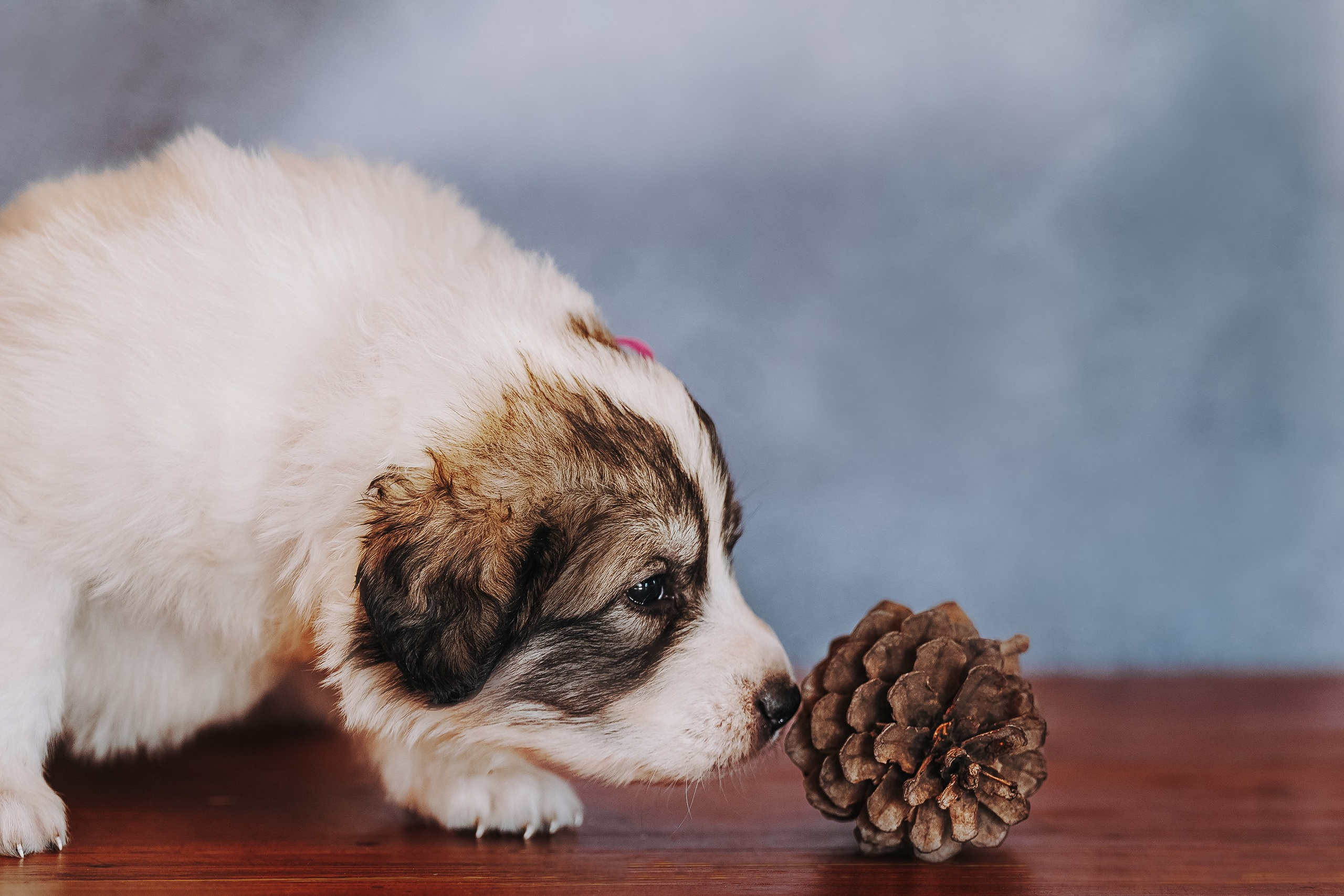 Пиренейские горные. Фотограф анималист в Спб недорого Олеся Майорова