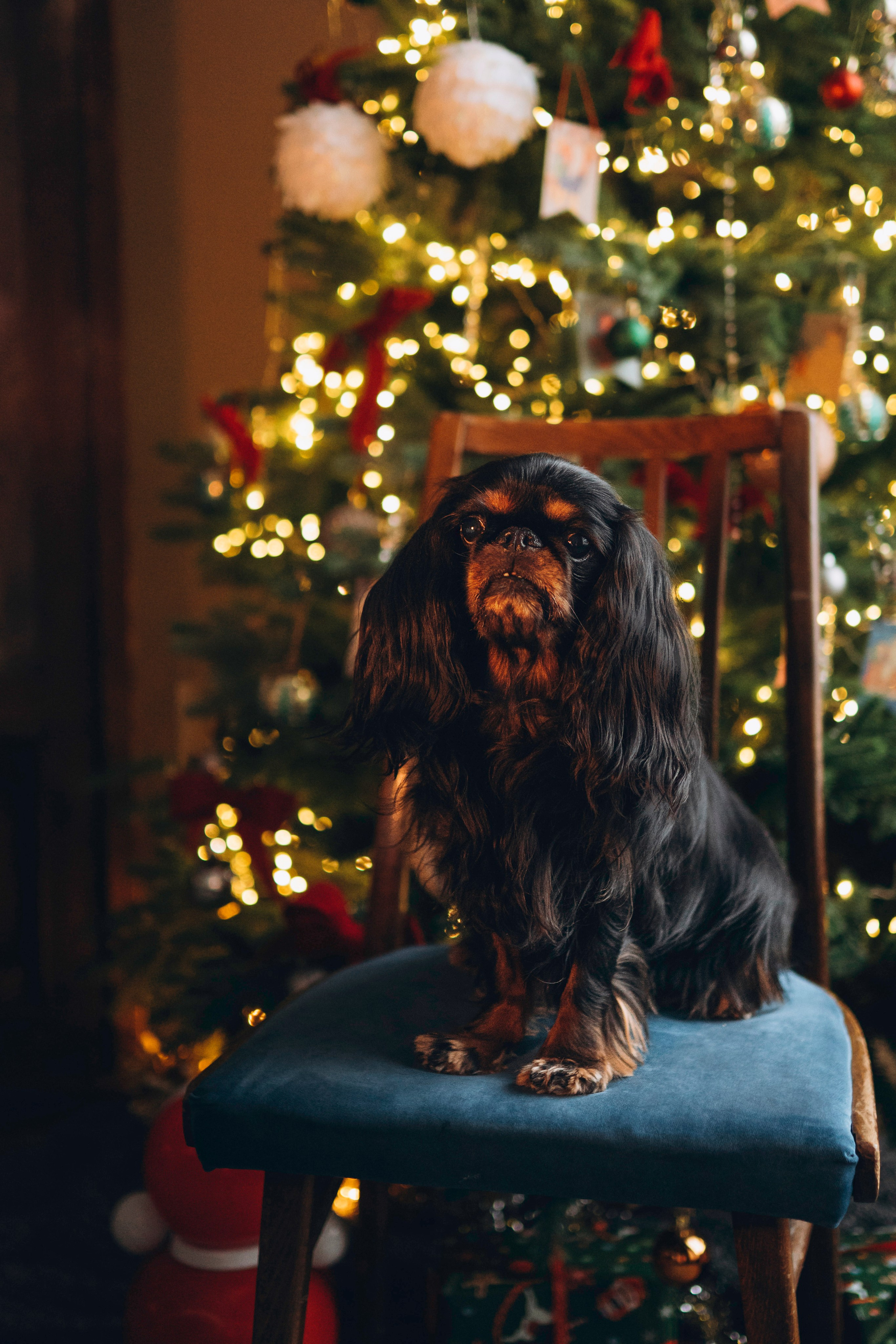 Ариша и её семья. Фотограф анималист в Спб недорого Олеся Майорова
