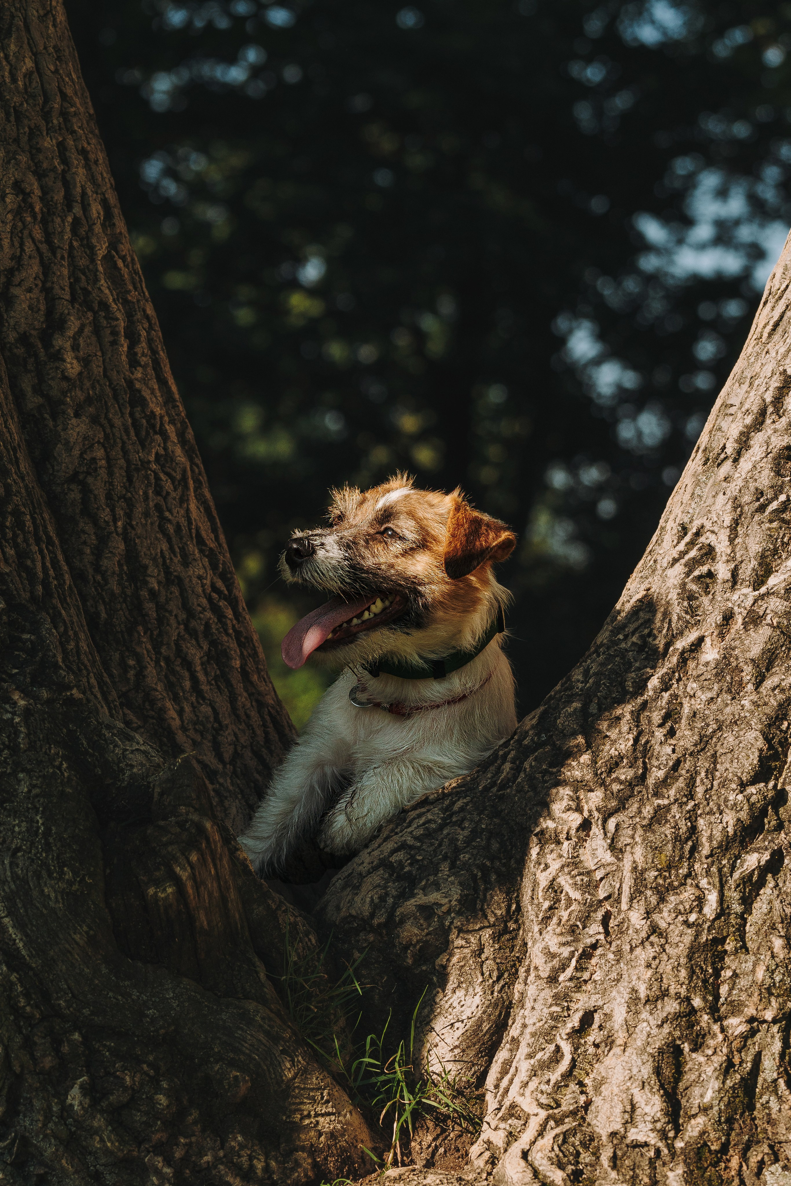 Ларс, Лукас и Ольга. Фотограф анималист в Спб недорого Олеся Майорова
