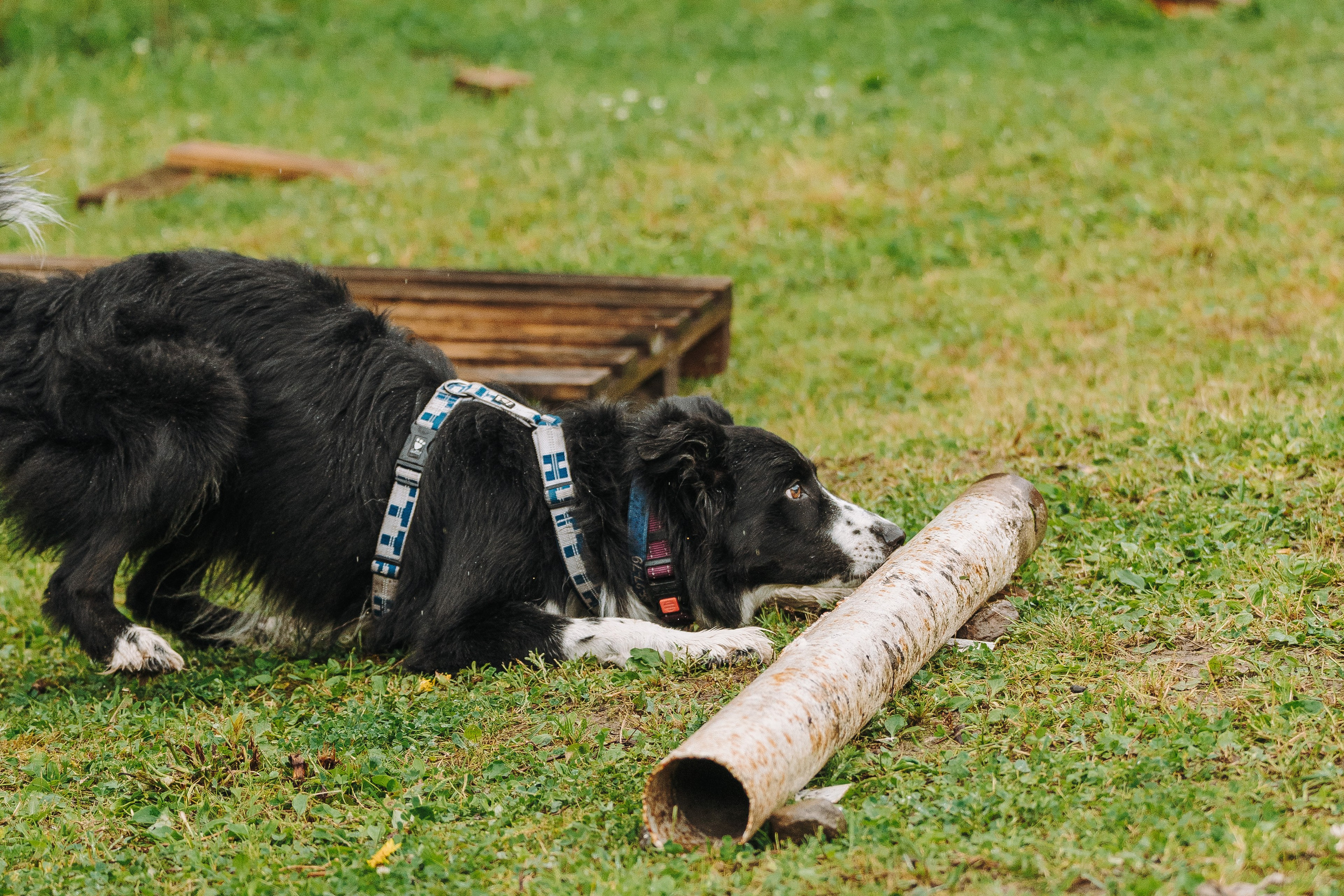 Соревнования по ноузворку в Новожилово. Фотограф анималист в Спб недорого Олеся Майорова