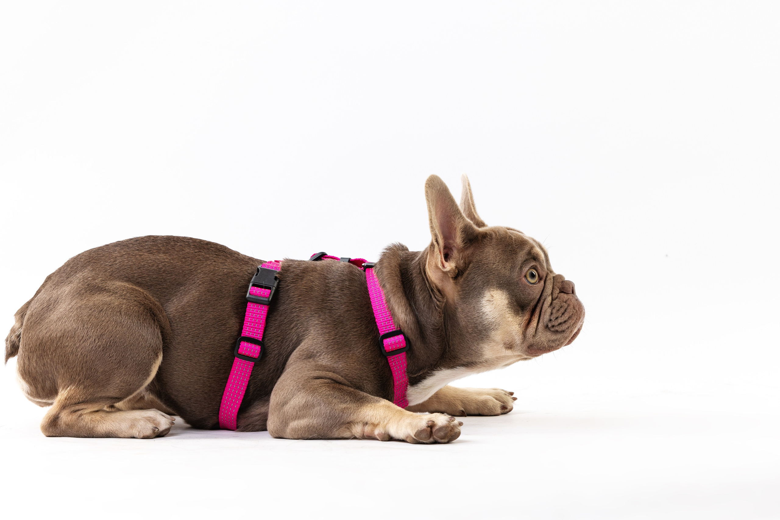 Шлейки Petforta. Фотограф анималист Осипчикова Мария