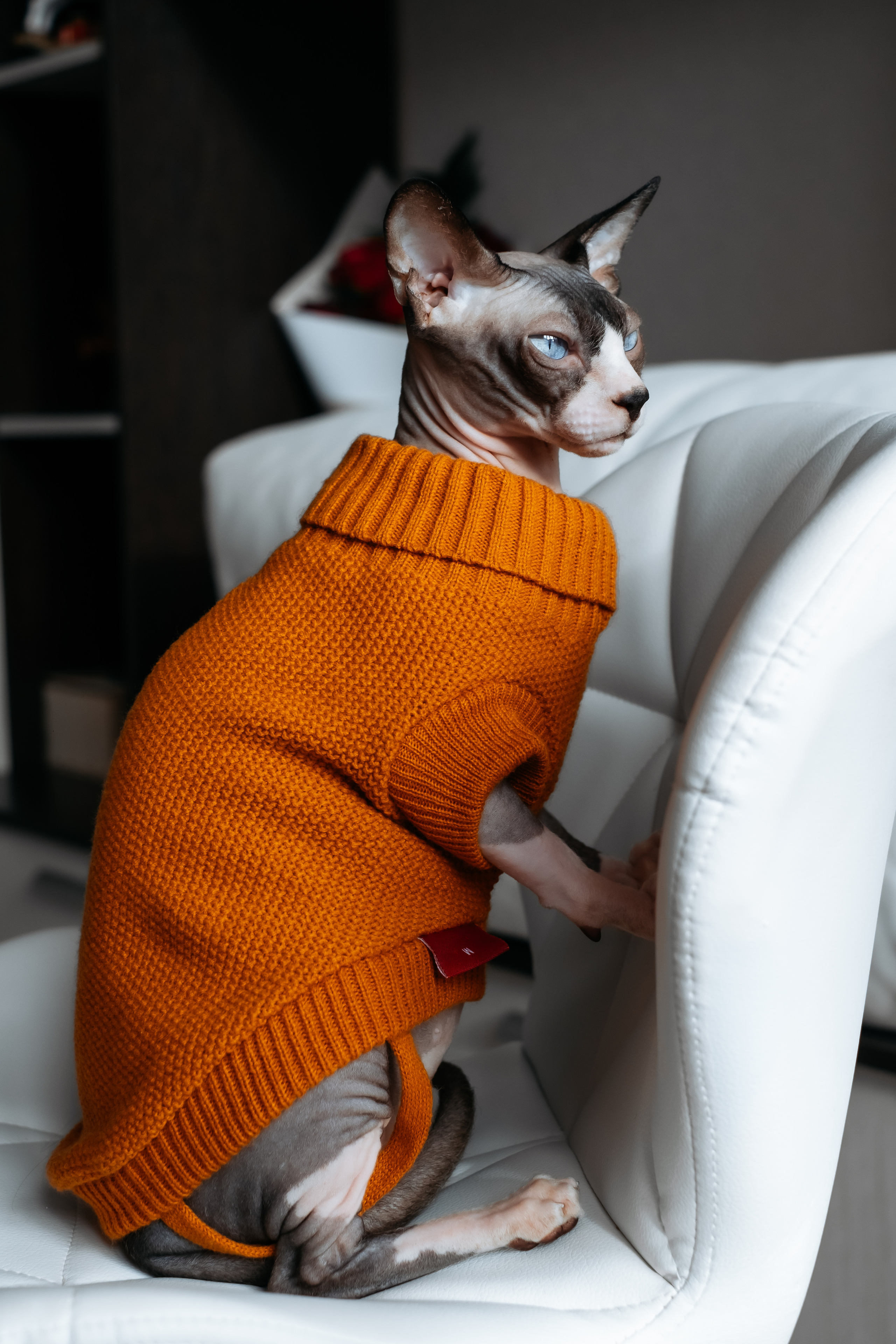 Анималистика. Фотограф в Твери и Бежецке Ирина Семенова