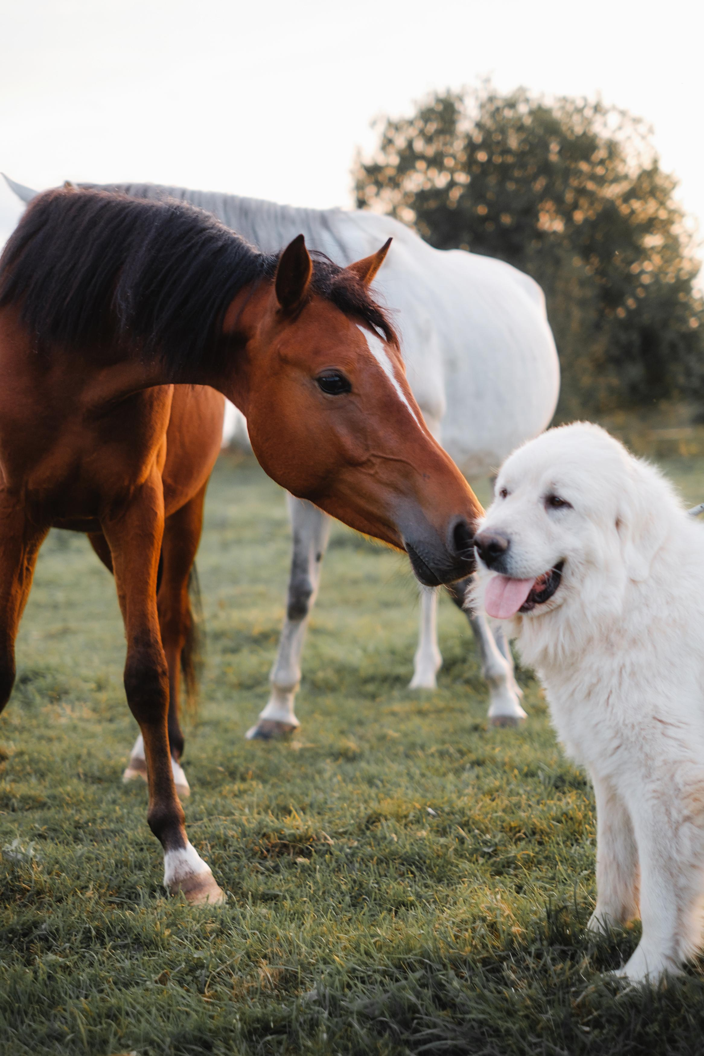 Анималистика. Фотограф в Твери и Бежецке Ирина Семенова