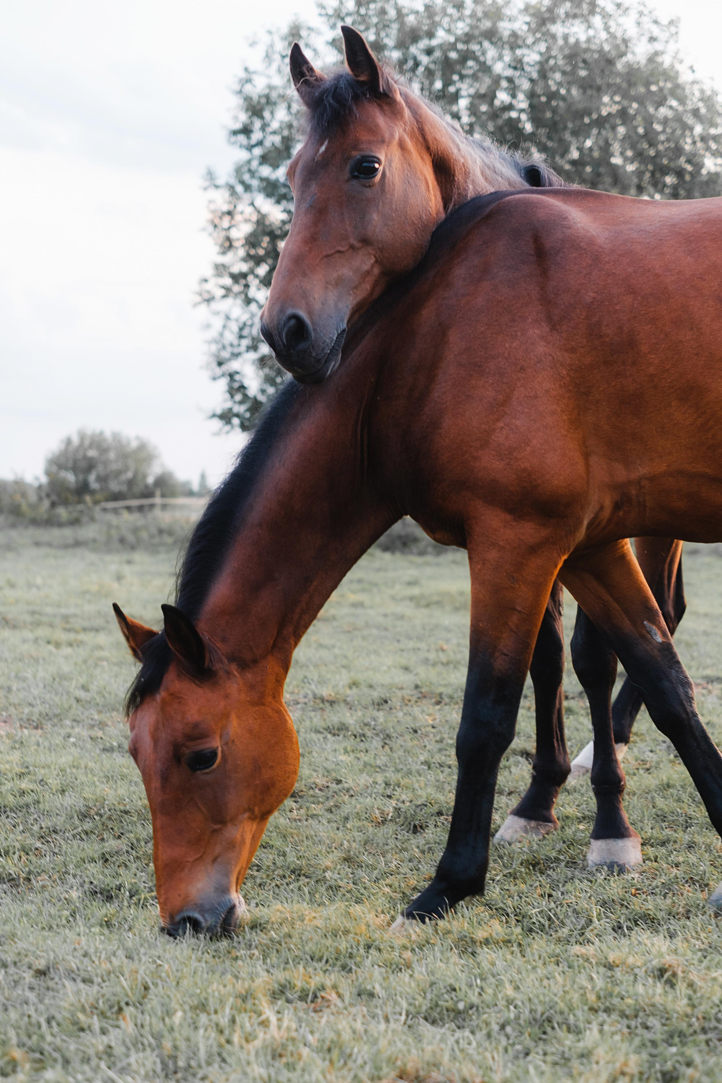Анималистика. Фотограф в Твери и Бежецке Ирина Семенова
