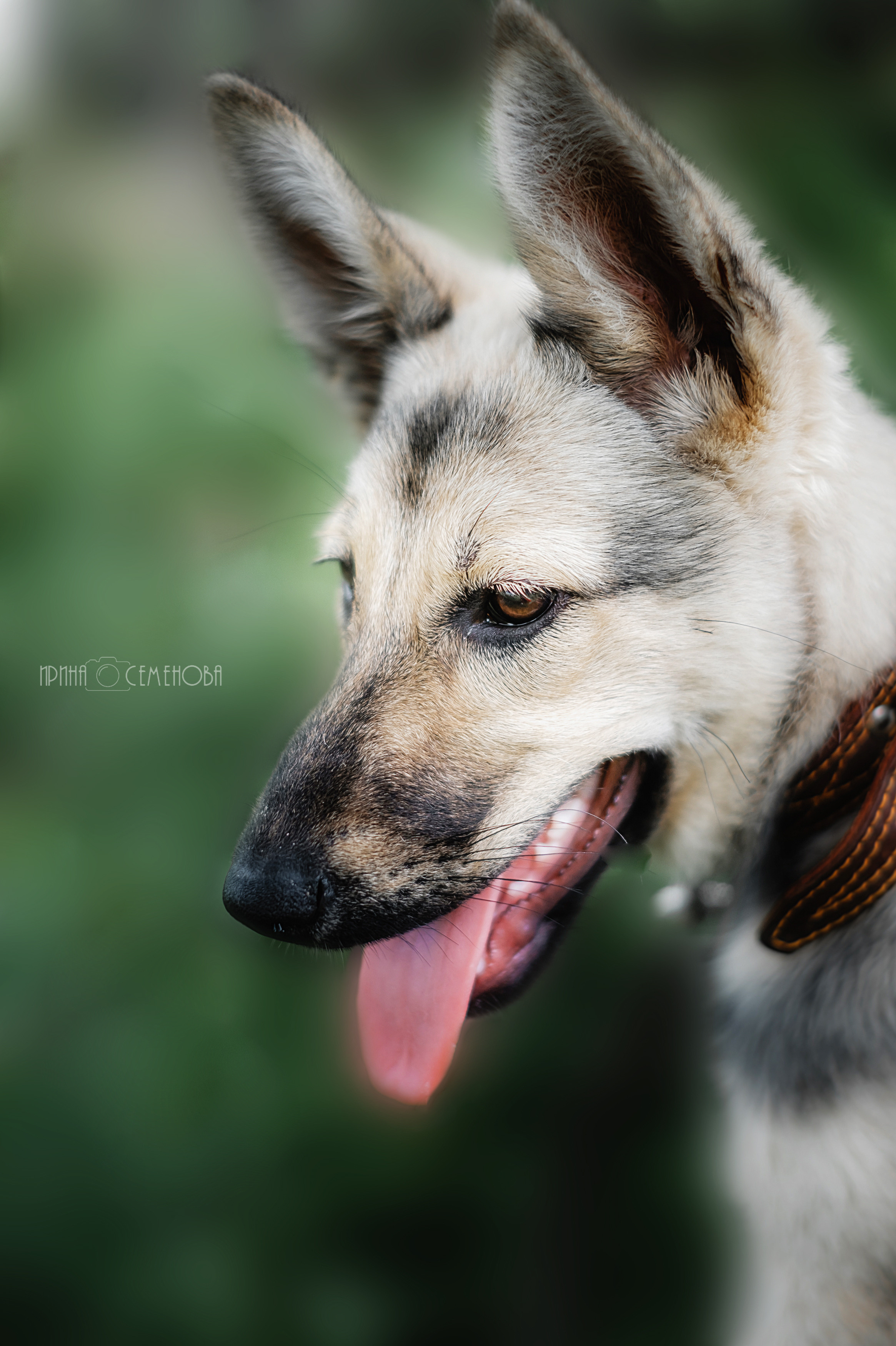 Анималистика. Фотограф в Твери и Бежецке Ирина Семенова