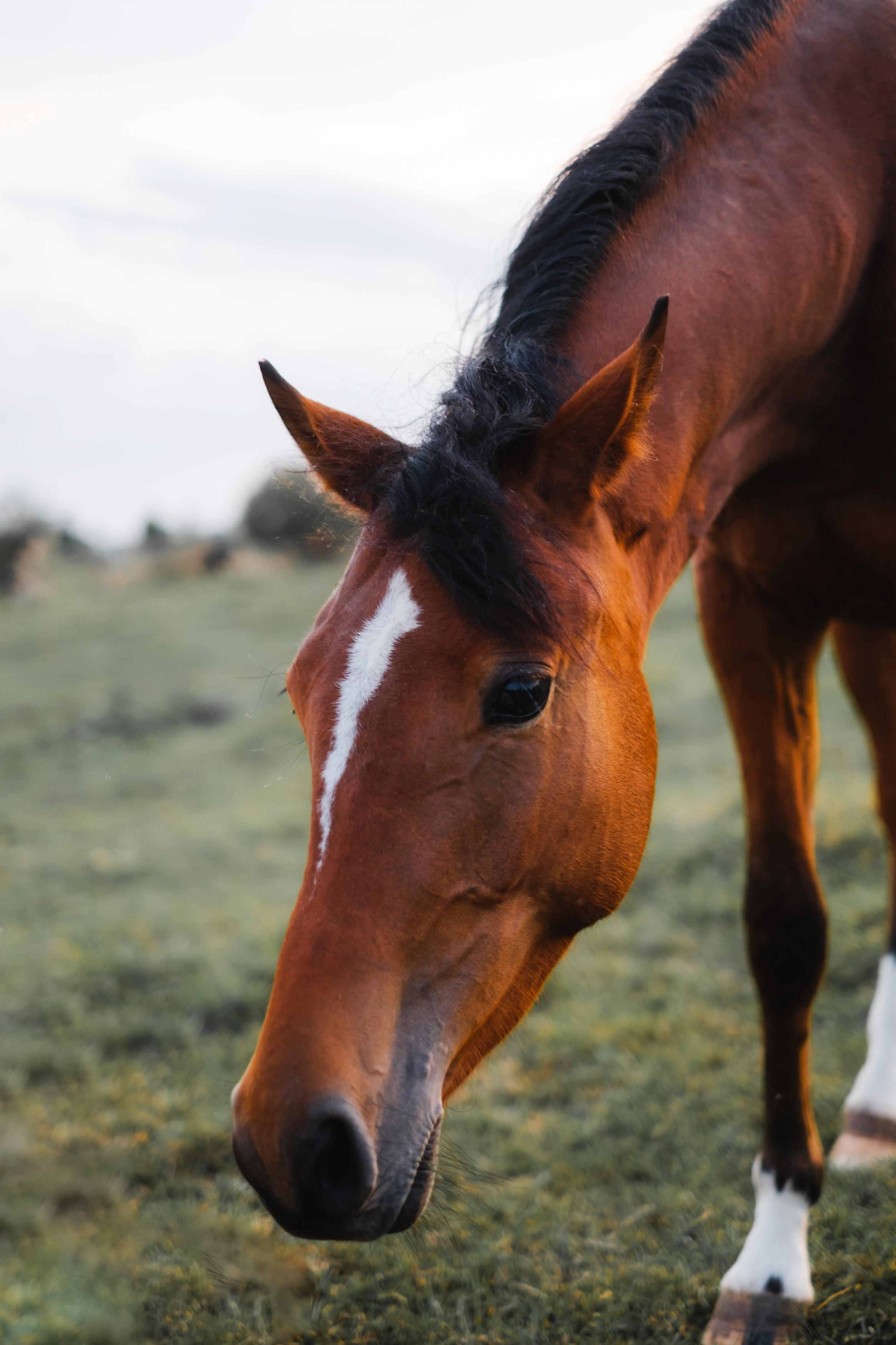 Анималистика. Фотограф в Твери и Бежецке Ирина Семенова