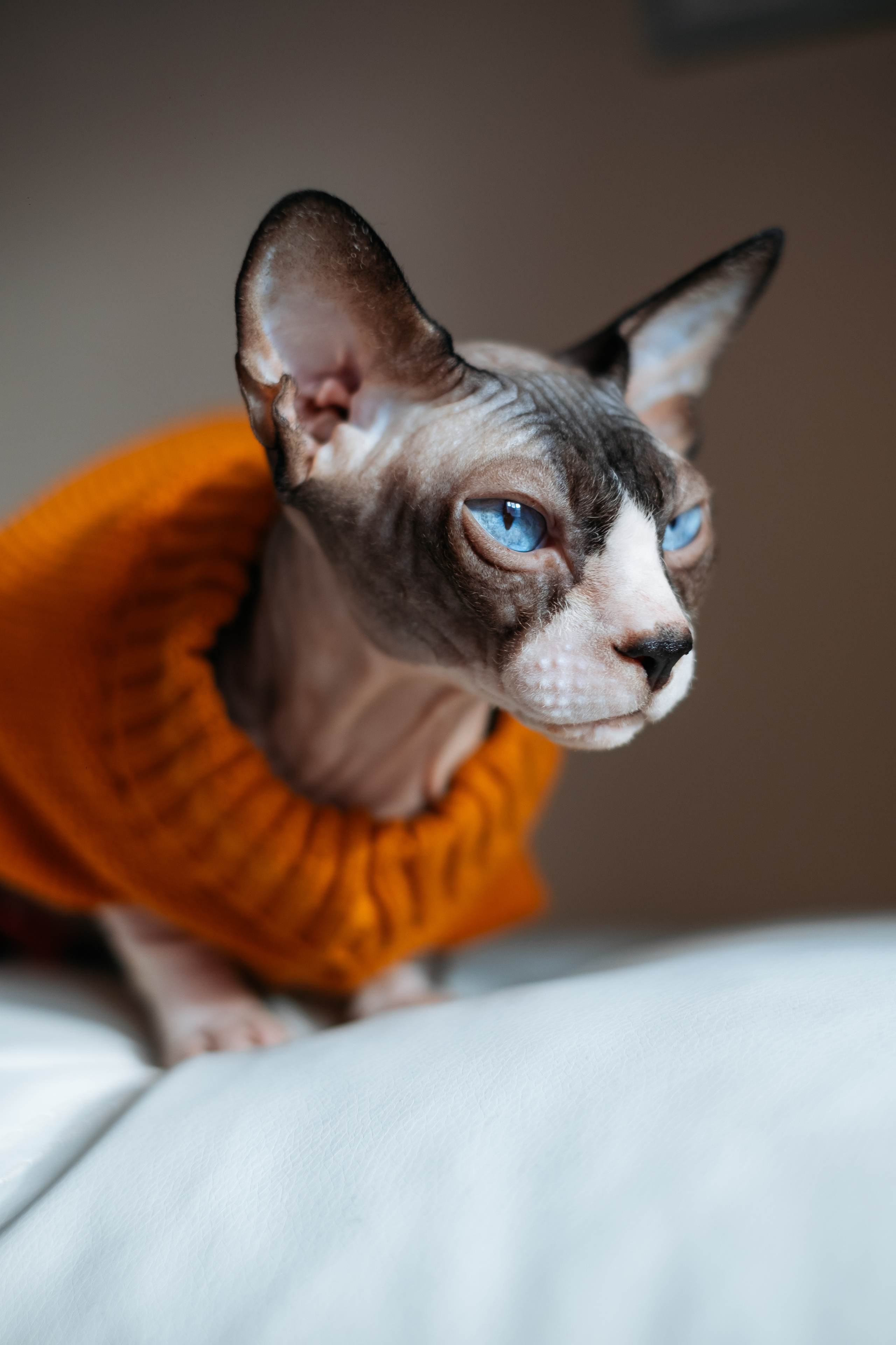 Анималистика. Фотограф в Твери и Бежецке Ирина Семенова