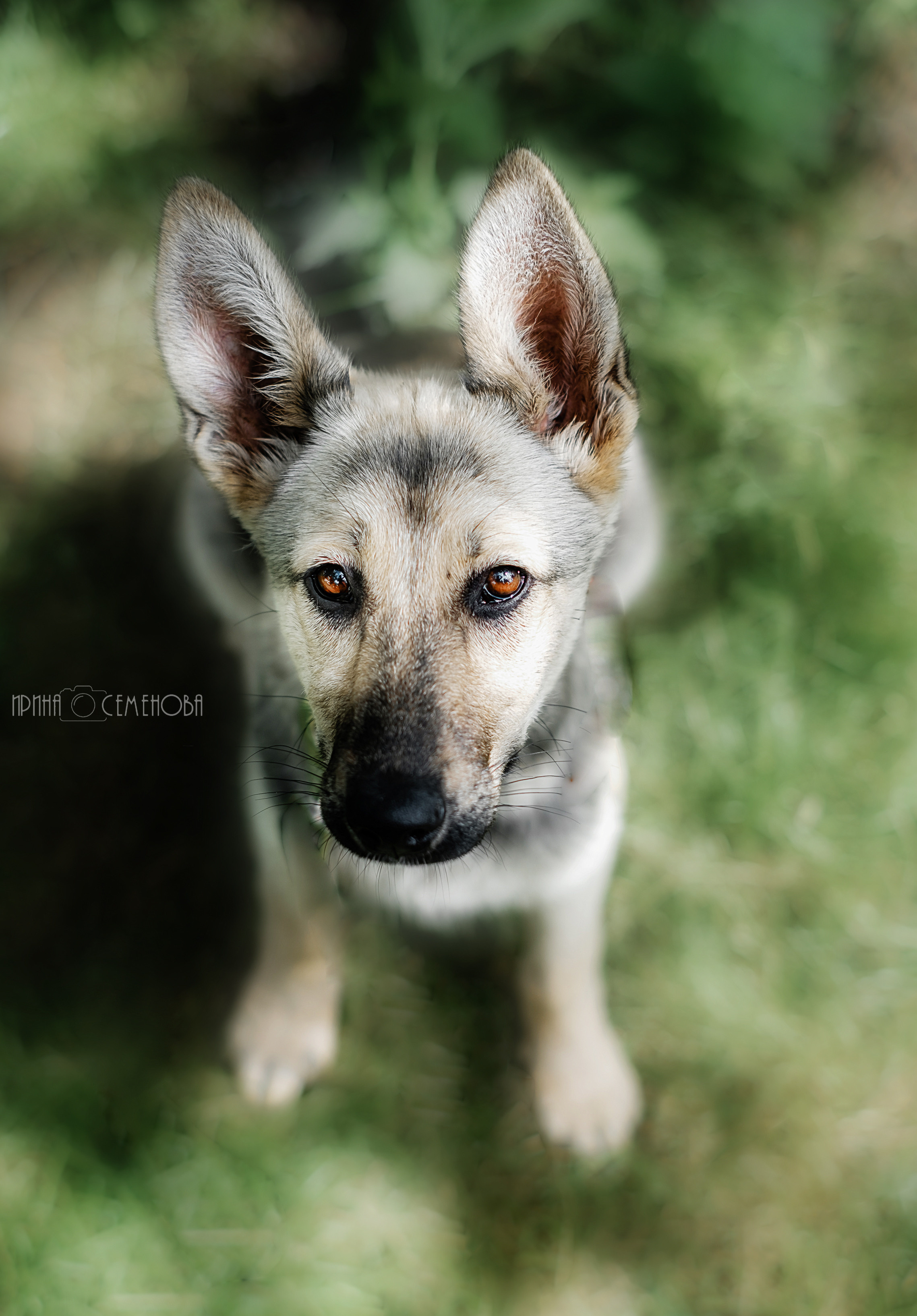 Анималистика. Фотограф в Твери и Бежецке Ирина Семенова