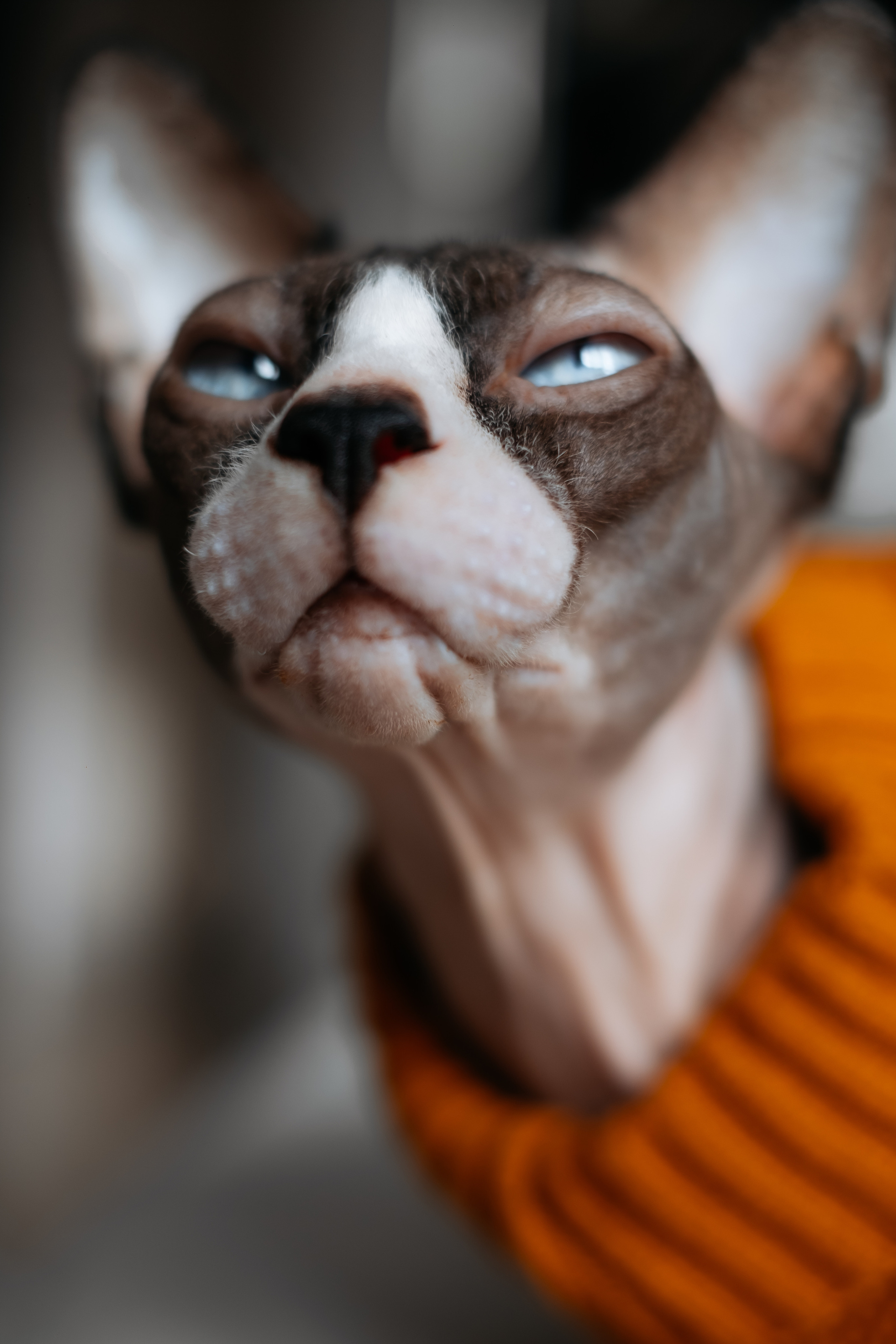 Анималистика. Фотограф в Твери и Бежецке Ирина Семенова