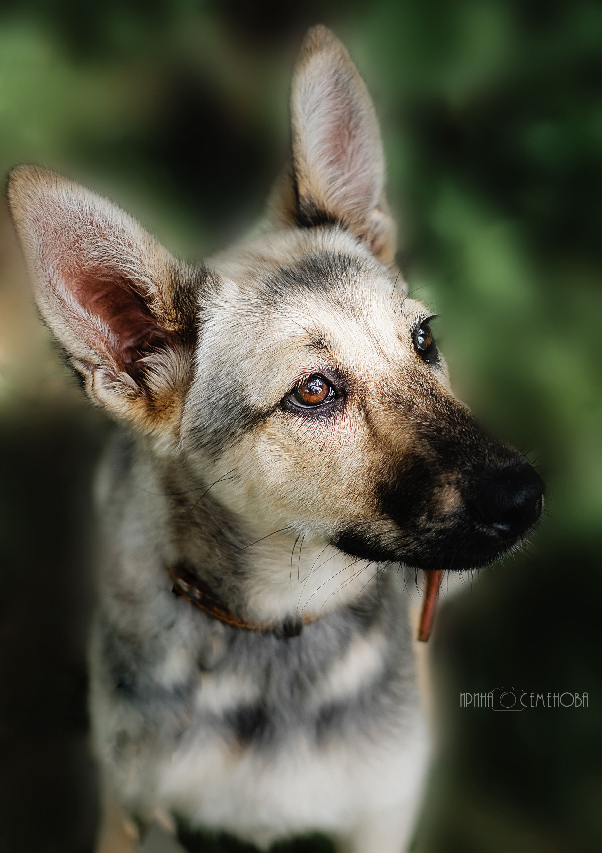 Анималистика. Фотограф в Твери и Бежецке Ирина Семенова