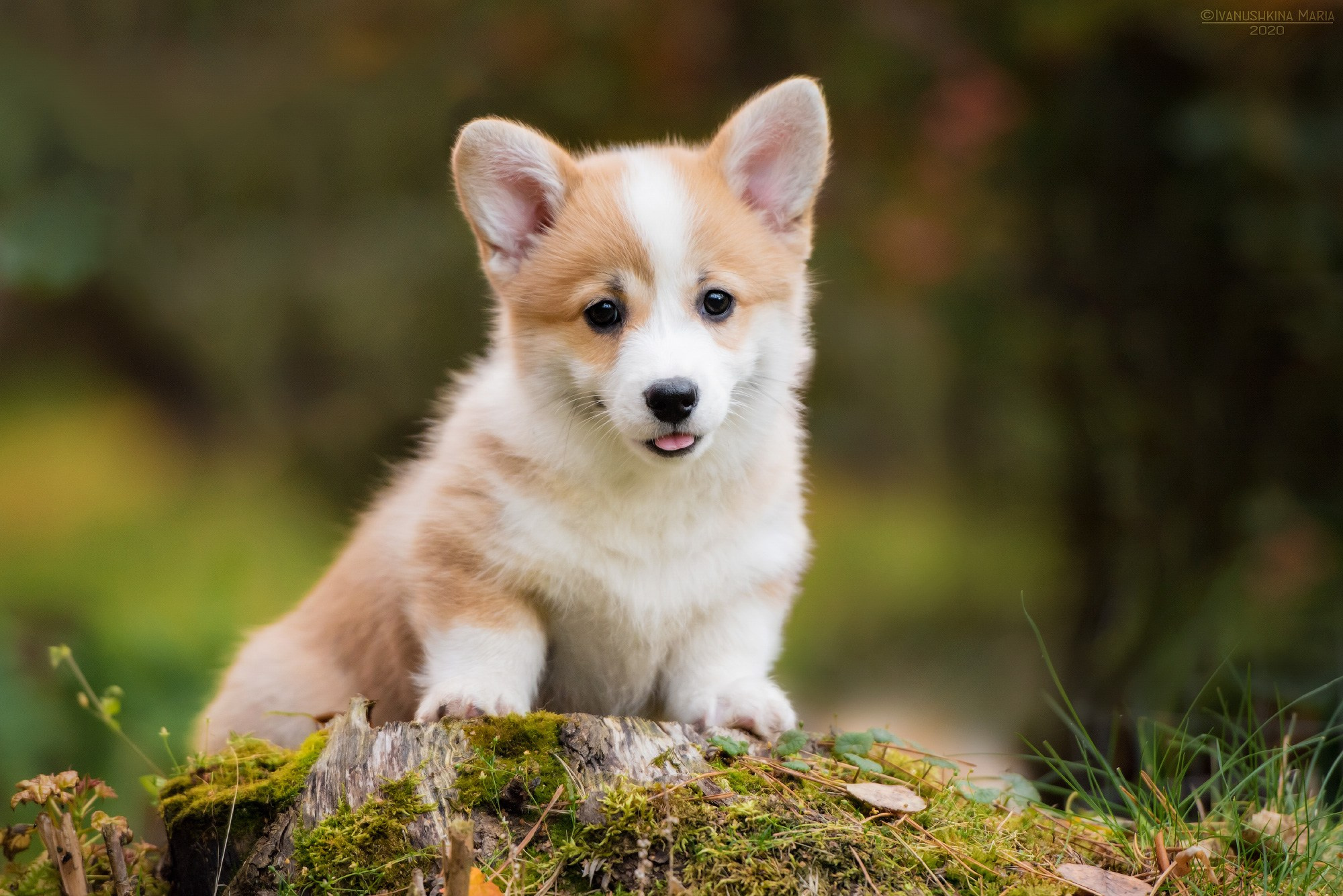 Фотосессия щенков на продажу. Фотограф собак в Москве и Московской области Иванушкина Мария